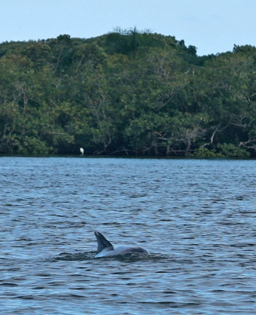 Guiana Dolphin (Sotalia guianensis) Superagüi National Park, Brazil (26).jpg