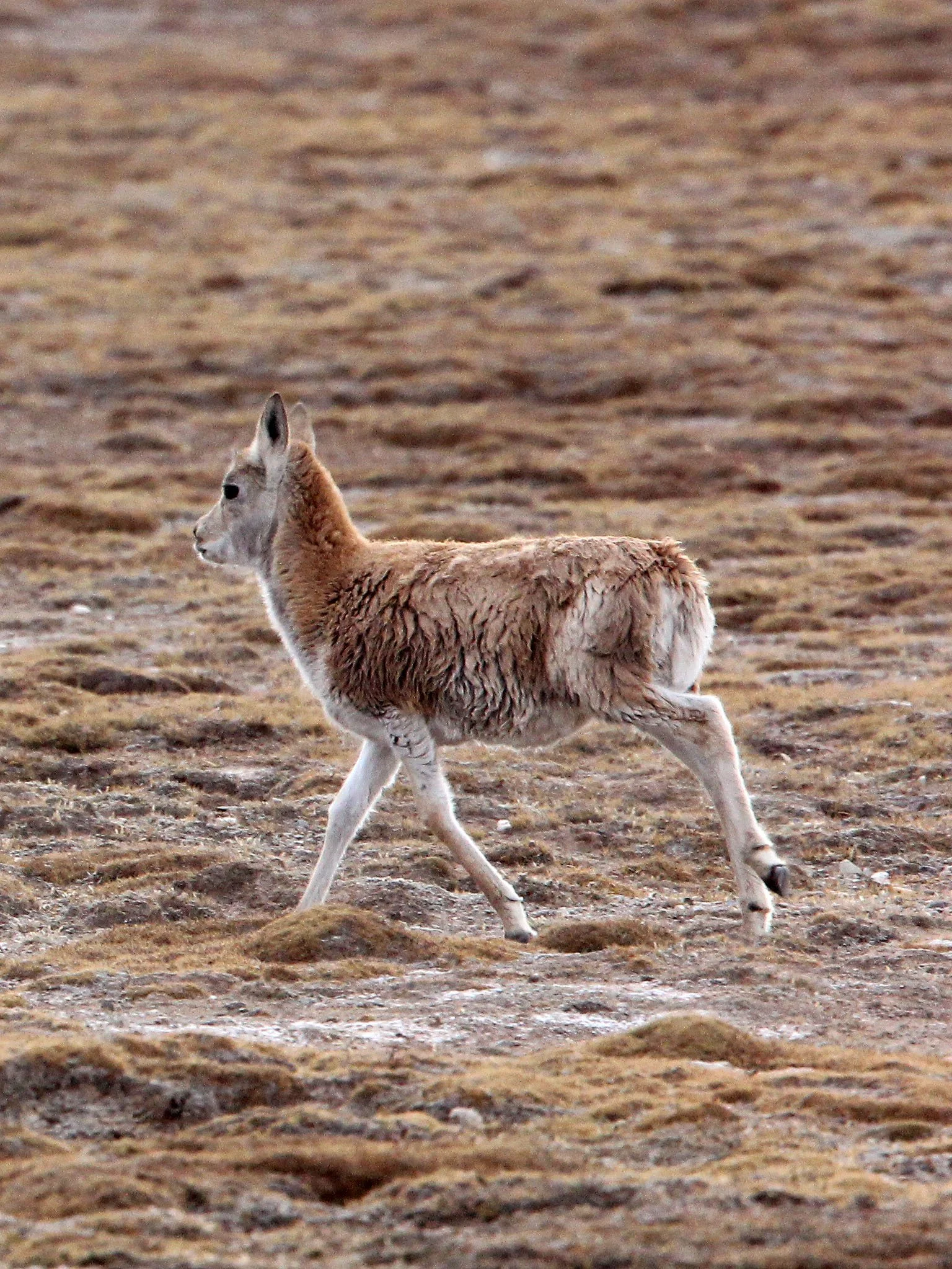 TIBETAN ANTELOPE -  Pantholops hodgsonii - KEKEXILI NATIONAL RESERVE - QINGHAI PROVINCE - CORE AREA (45).JPG