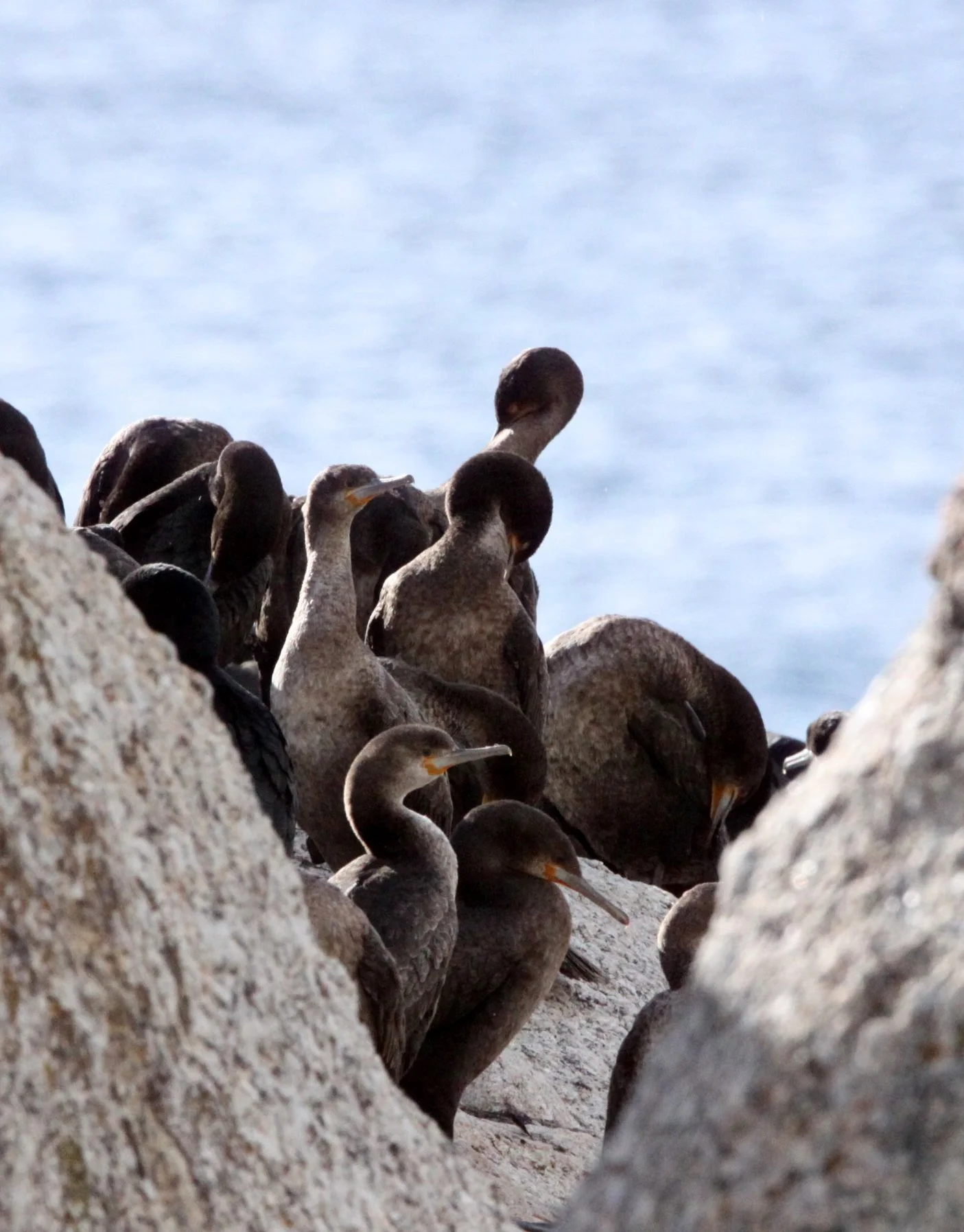Jackass or African Penguin (Spheniscus demersus) Simon's Town Rookery, Table Mountain NP South Africa (49).JPG