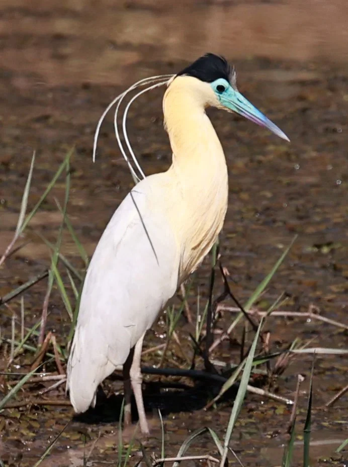 Heron - Capped Heron - Pilherodius pileatus - Pantanal - Mato Grosso, Transpantaneira M-060 (5).jpg