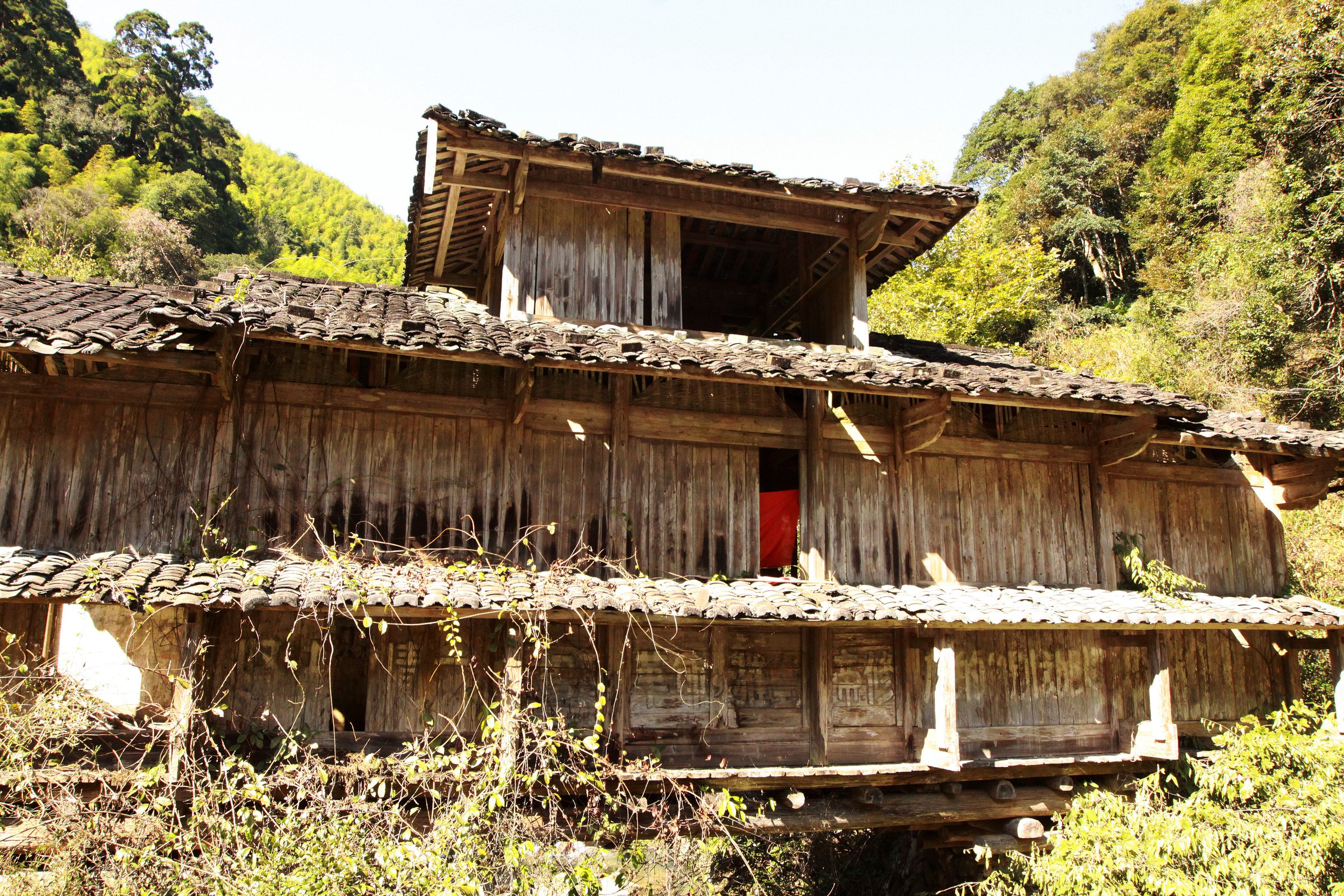 CHINESE YEW RESERVE - FUJIAN CHINA (48).JPG