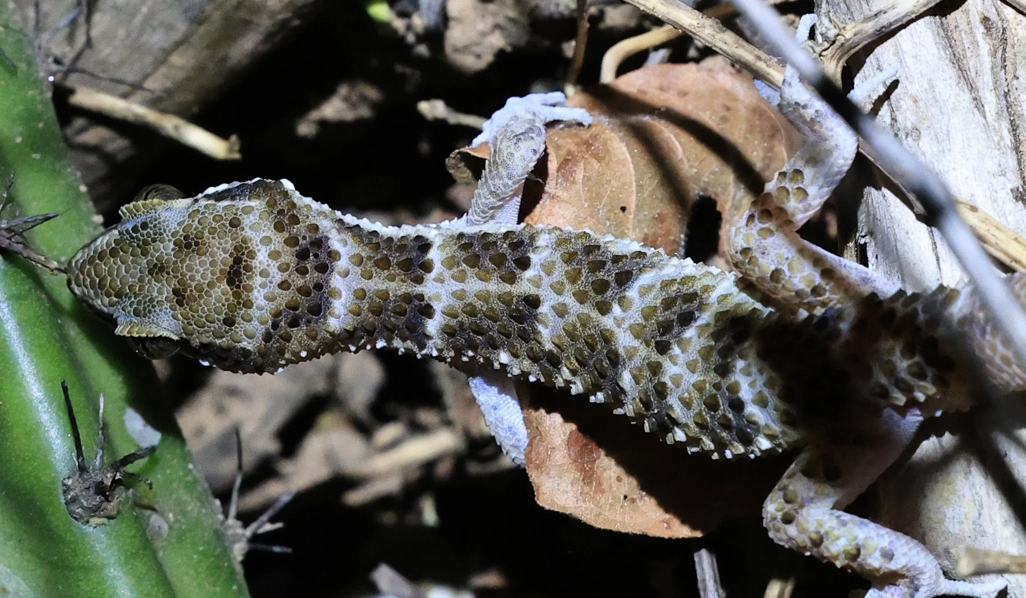 South American  Marked Gecko (Homonota fasciata) Parque Nacional Teniente Agripino Enci (5).jpg