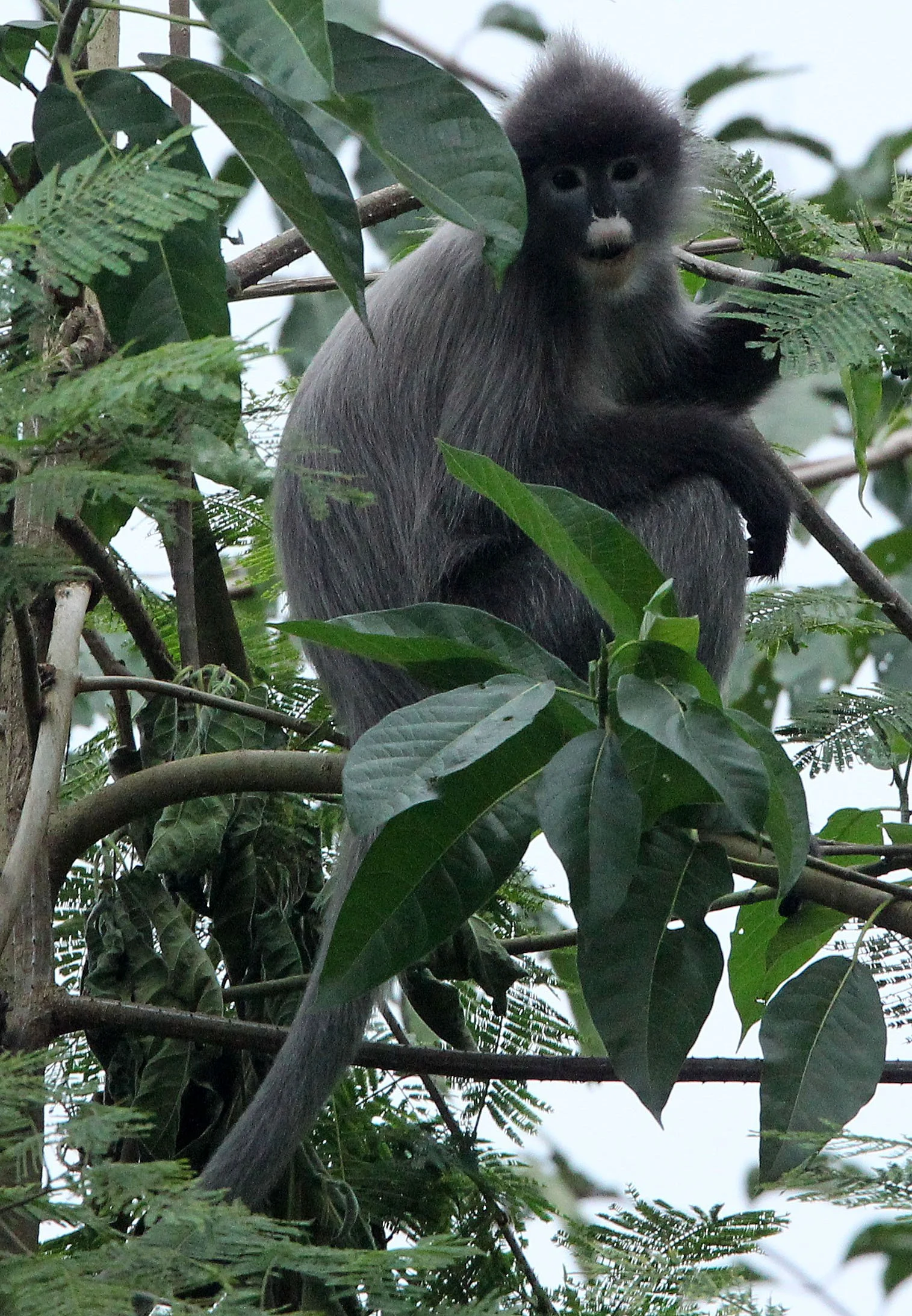 CERCOPITHECIDAE - Trachypithecus crepusculus - INDOCHINESE GRAY LANGUR - HUAI KHA KHAENG WILDLIFE RESERVE - KHAO BAN DAI STATION - THAILAND (43).JPG