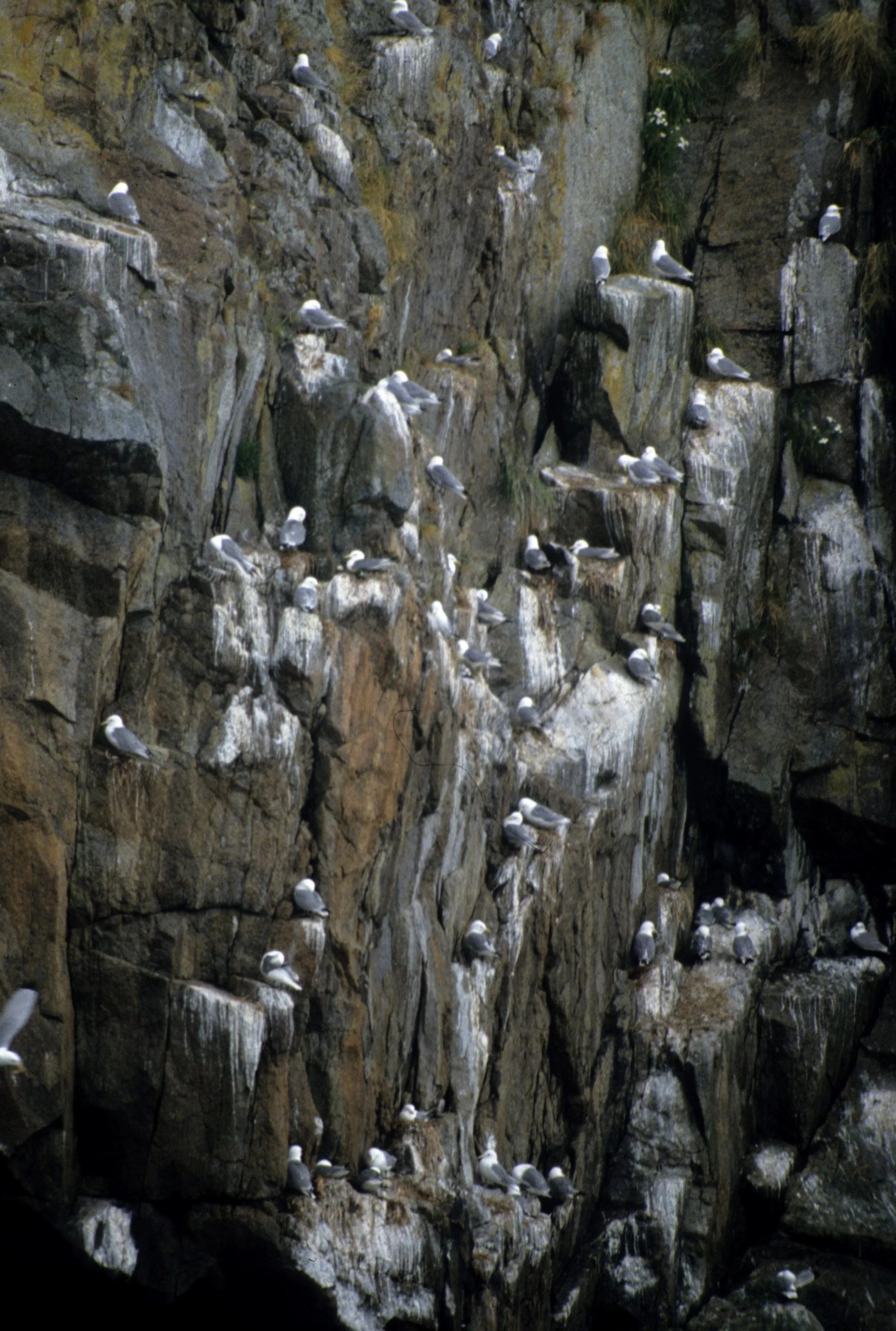 BIRD - KITTIWAKE - BLACKLEGGED - PRINCE WILLIAM SOUND A.jpg