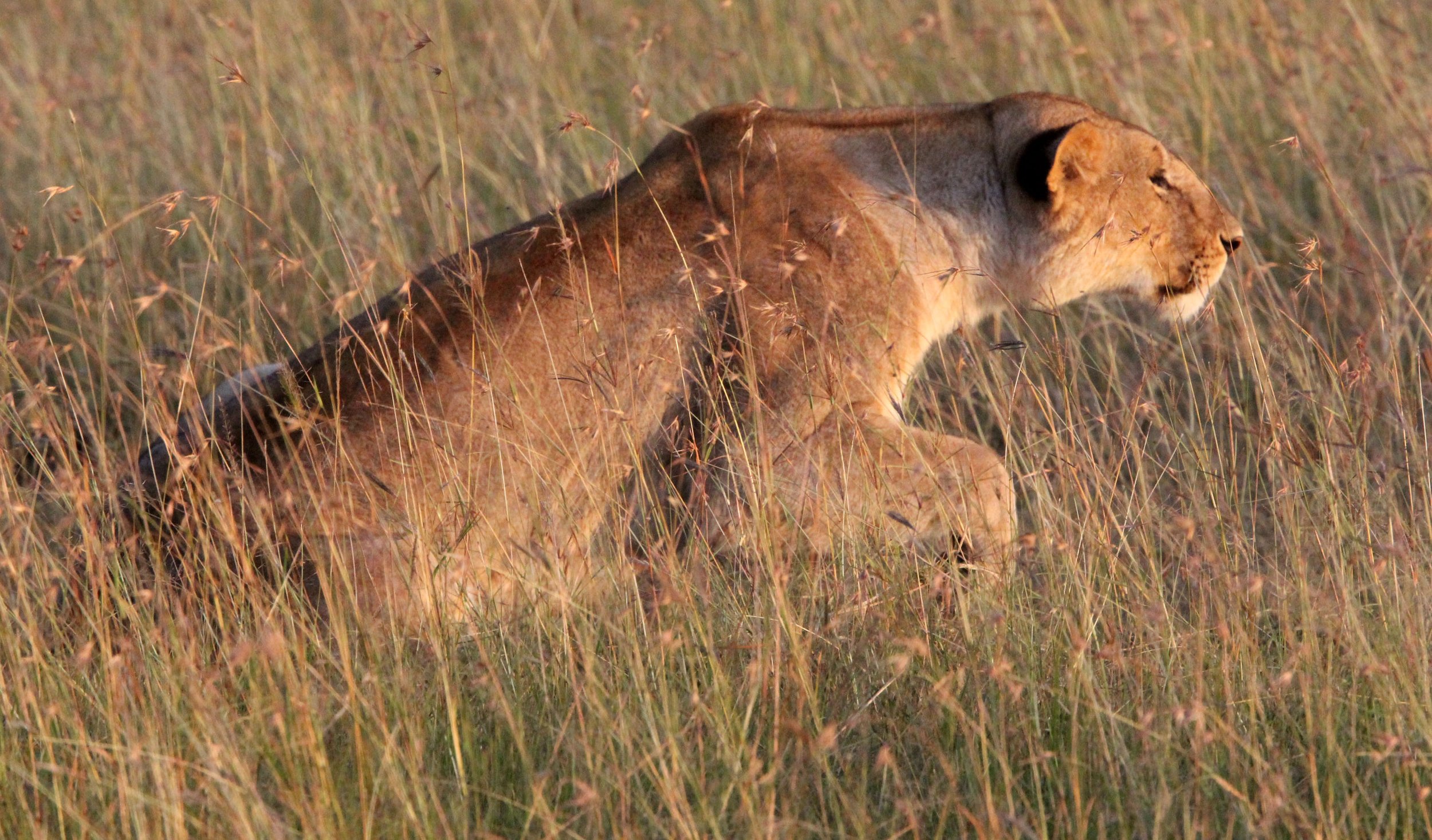 Panthera leo melanochaita - AFRICAN  LION - MASAI MARA NATIONAL PARK KENYA (212).JPG