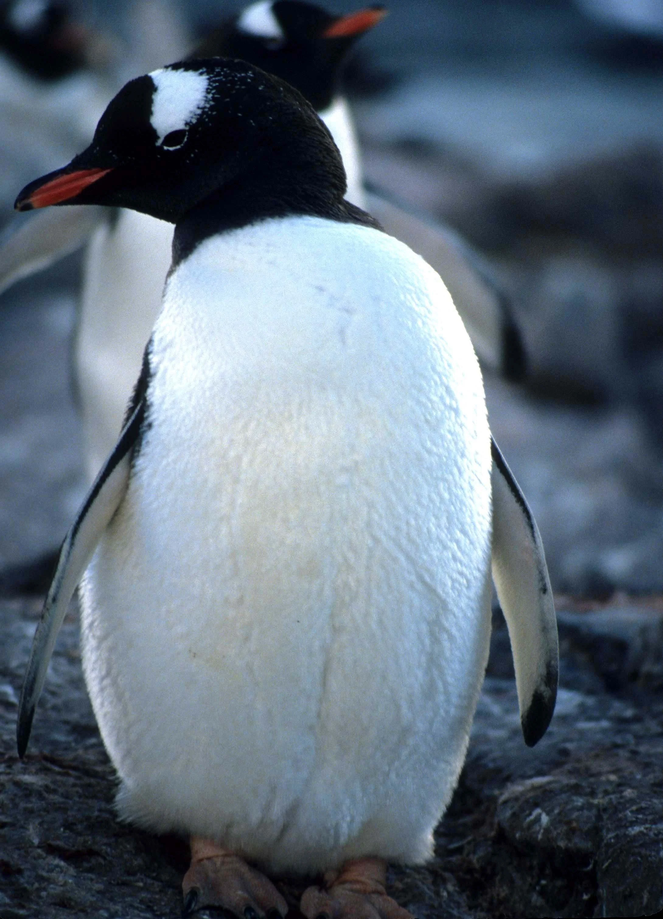 Gentoo Penguin (Pygoscelis papua) Antarctic Peninsula scanned slides 1996 (2).jpg