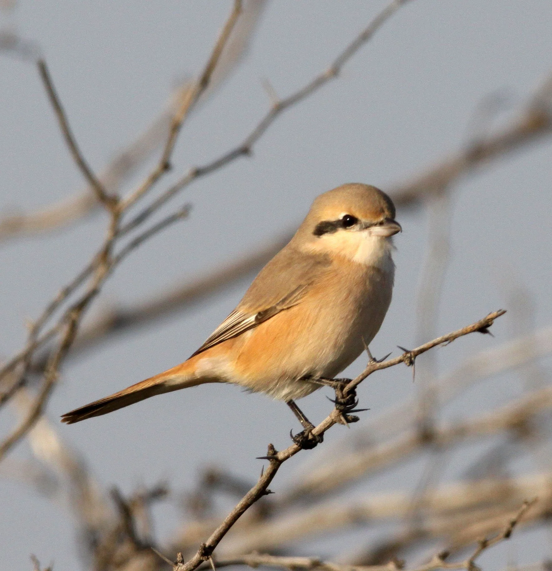 Isabelline Shrike (Lanius isabellinus) Blackbuck NP Gujarat India