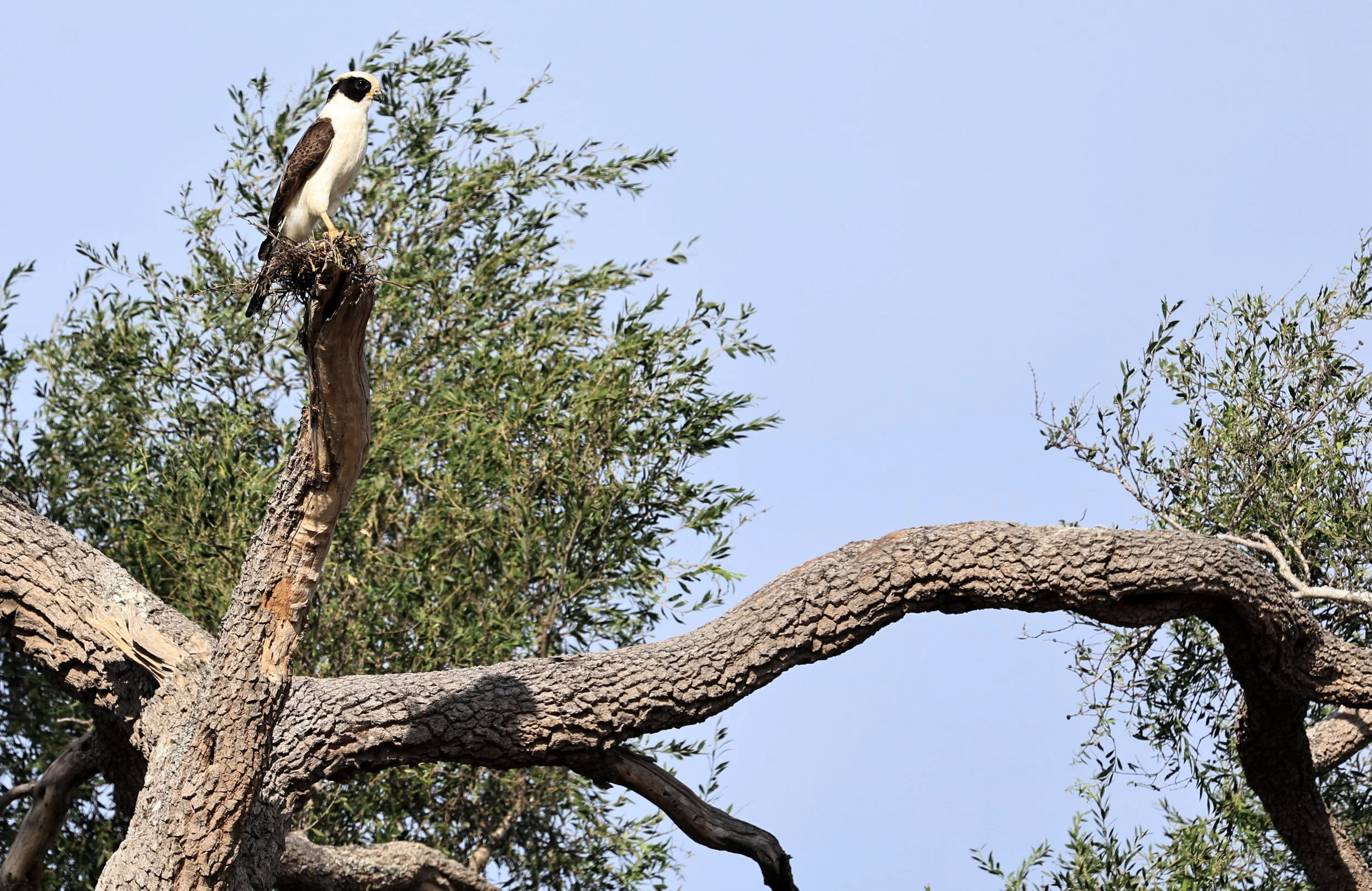 Laughing Falcon (Herpetotheres cachinnans) Reserva Natural Canada el Carmen, Paraguay (7).jpg