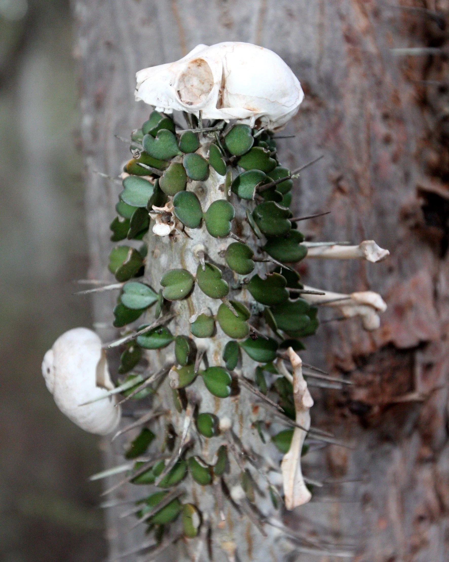 BERENTY RESERVE MADAGASCAR - SUNSET OVER THE SPINY FOREST.JPG