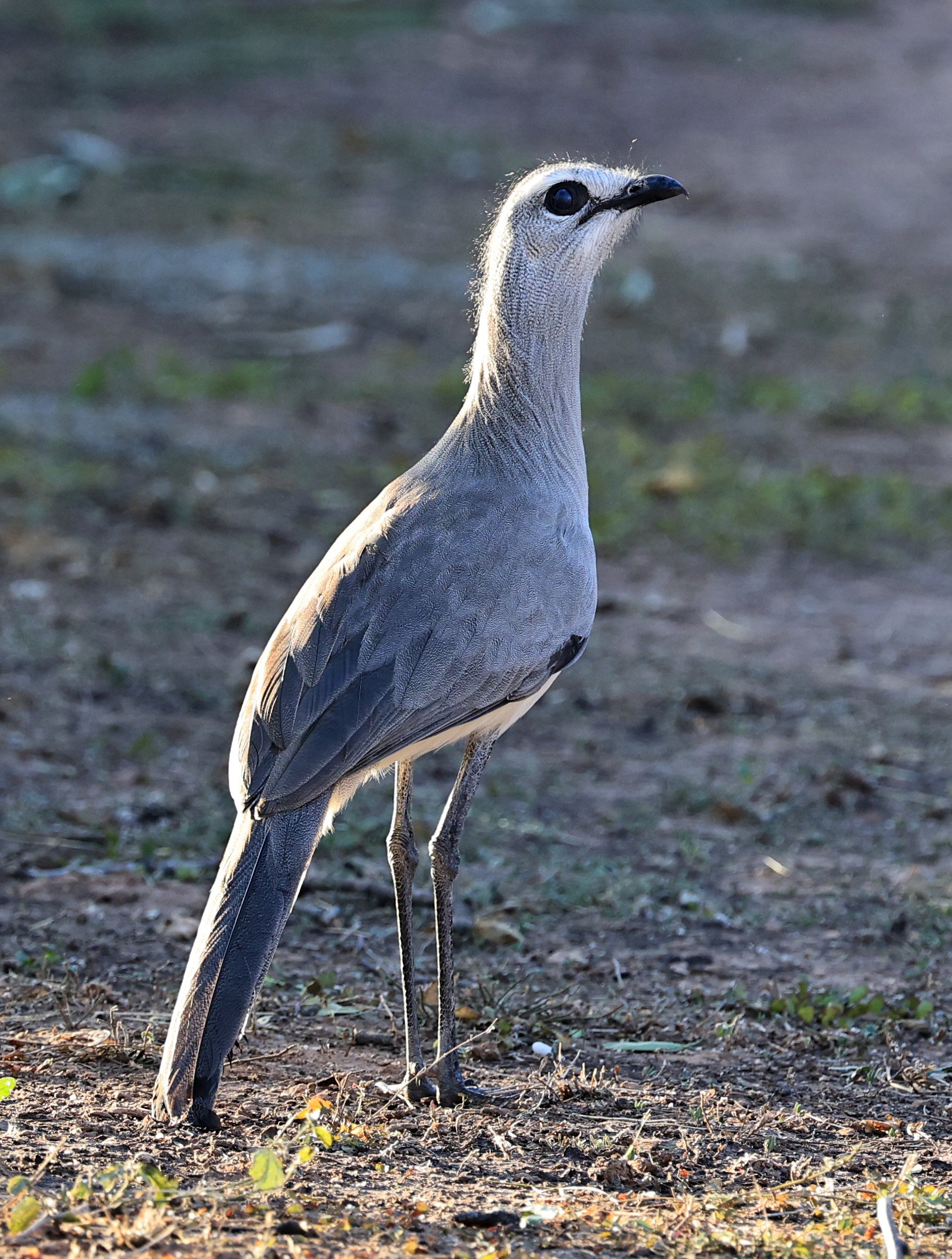 Black-legged Seriema (Chunga burmeisteri) Parque Nacional Teniente Agripino Enciso (7).jpg
