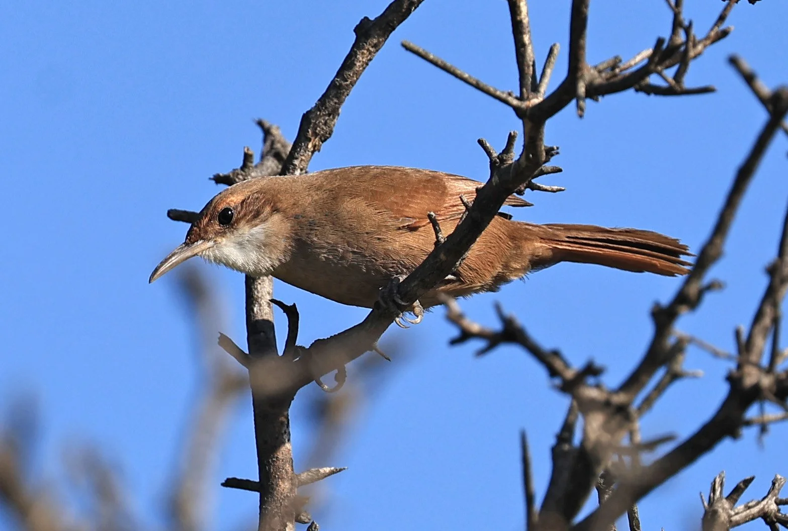 Chaco earthcreeper (Tarphonomus certhioides) Chaco Lodge & Laguna Salada 