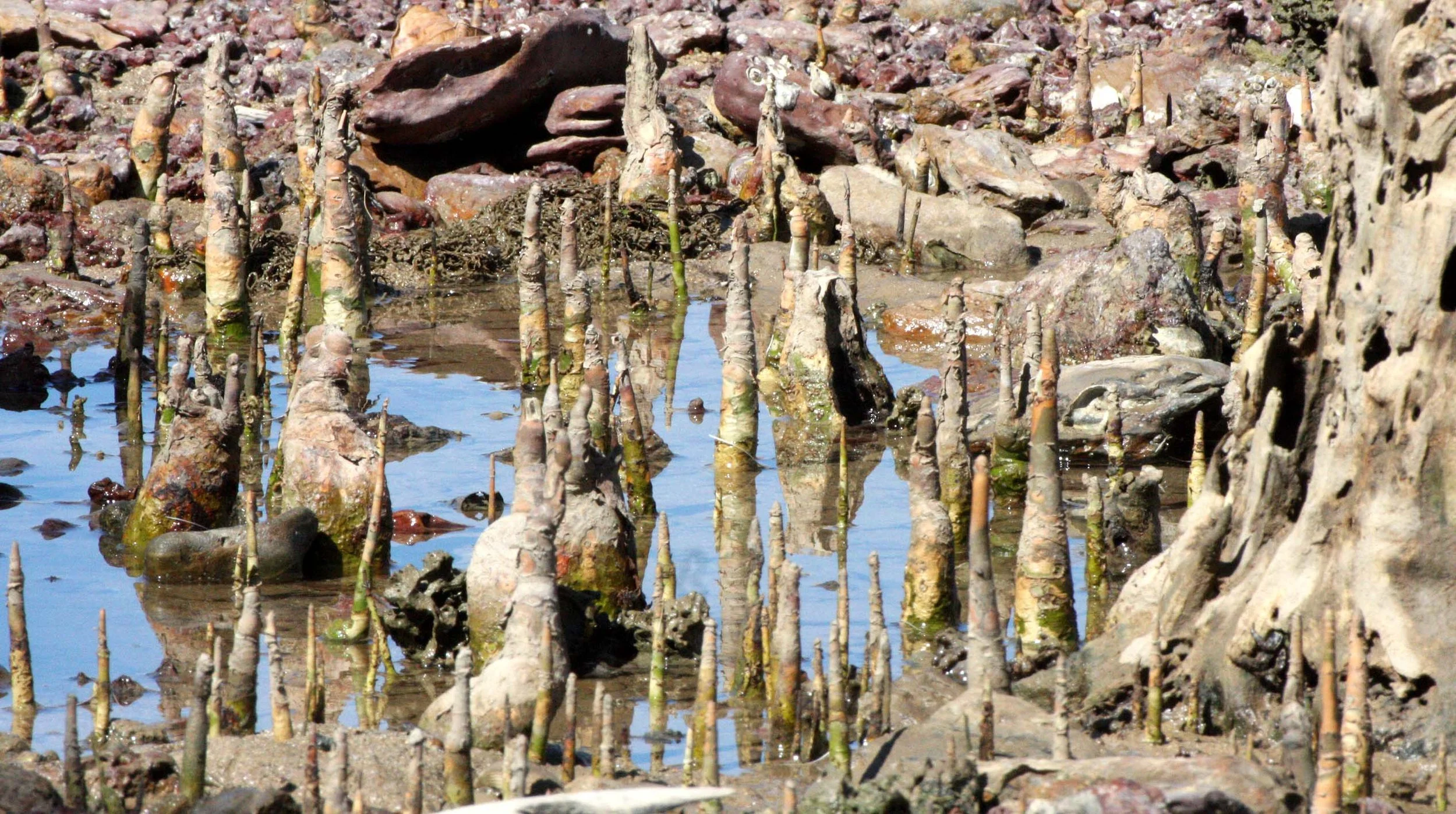 KO LANTA - VIEW FROM PROPERTY - 2009 (9).JPG