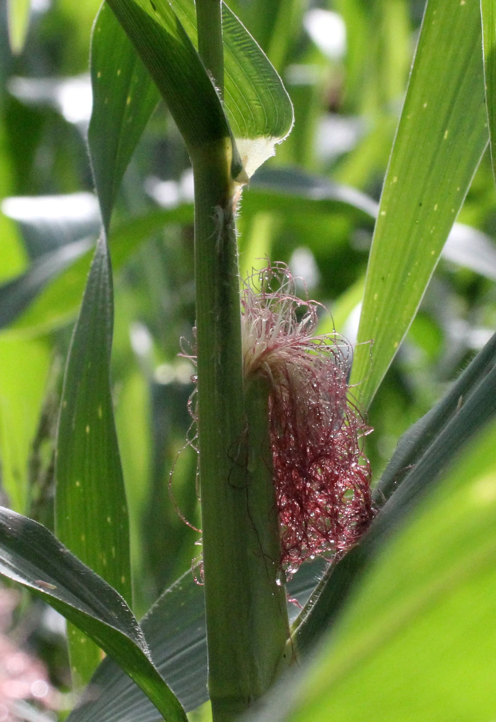 NANTU NATIONAL NATURE RESERVE - SULAWESI INDONESIA (23).JPG