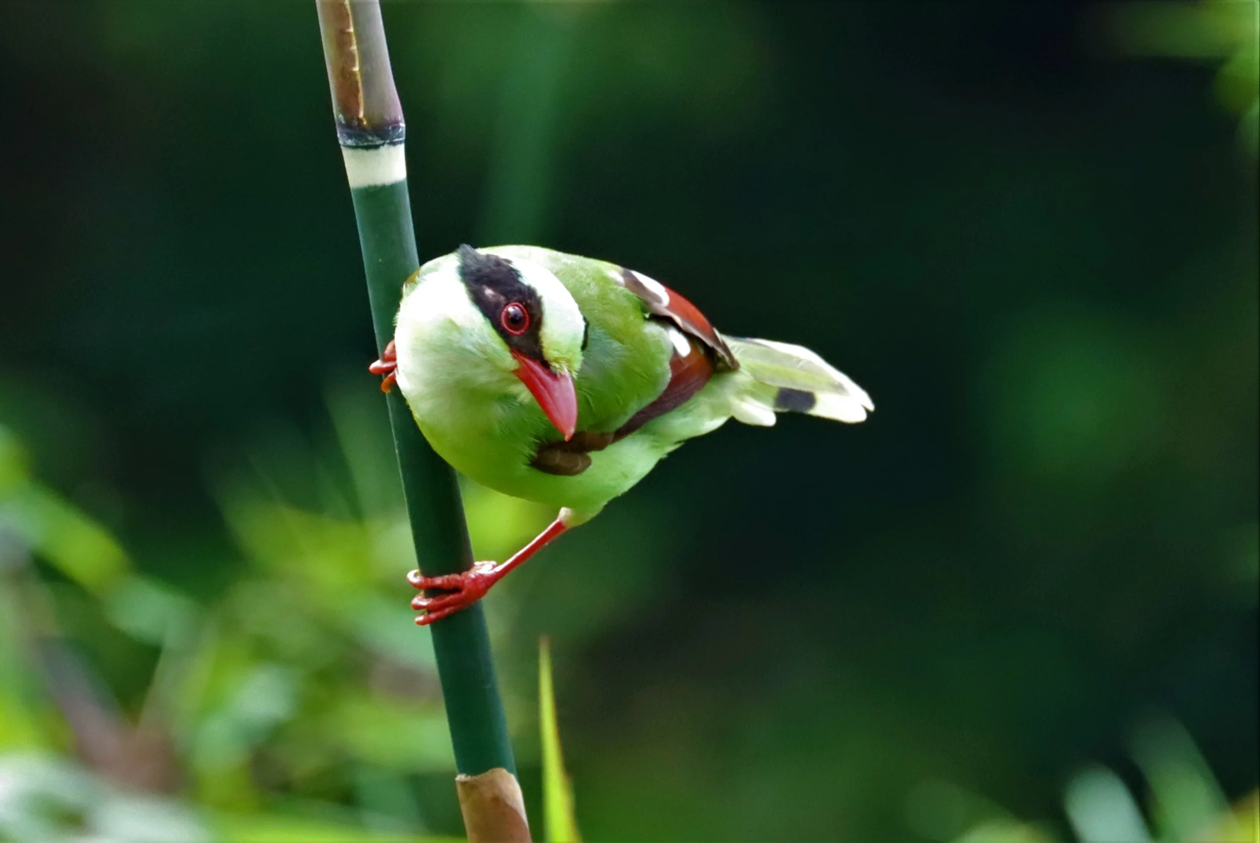 MAGPIE - COMMON GREEN MAGPIE - Cissa chinensis - KHAO YAI NP SEP 18 2021 GIFT'S IMAGES (30).jpg