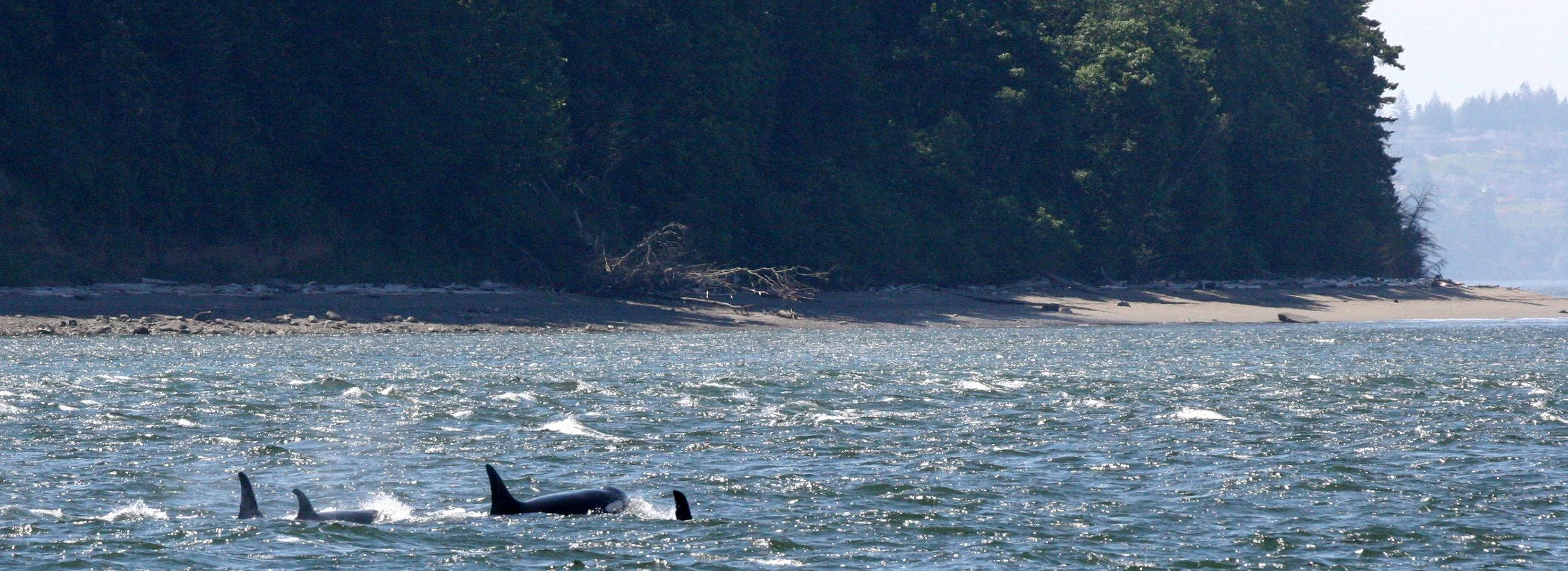 Orcinus orca - SOUTHERN RESIDENT KILLER WHALES (ORCA) - J POD IN ROSARIO STRAIT SAN JUAN ISLANDS WA (72).JPG