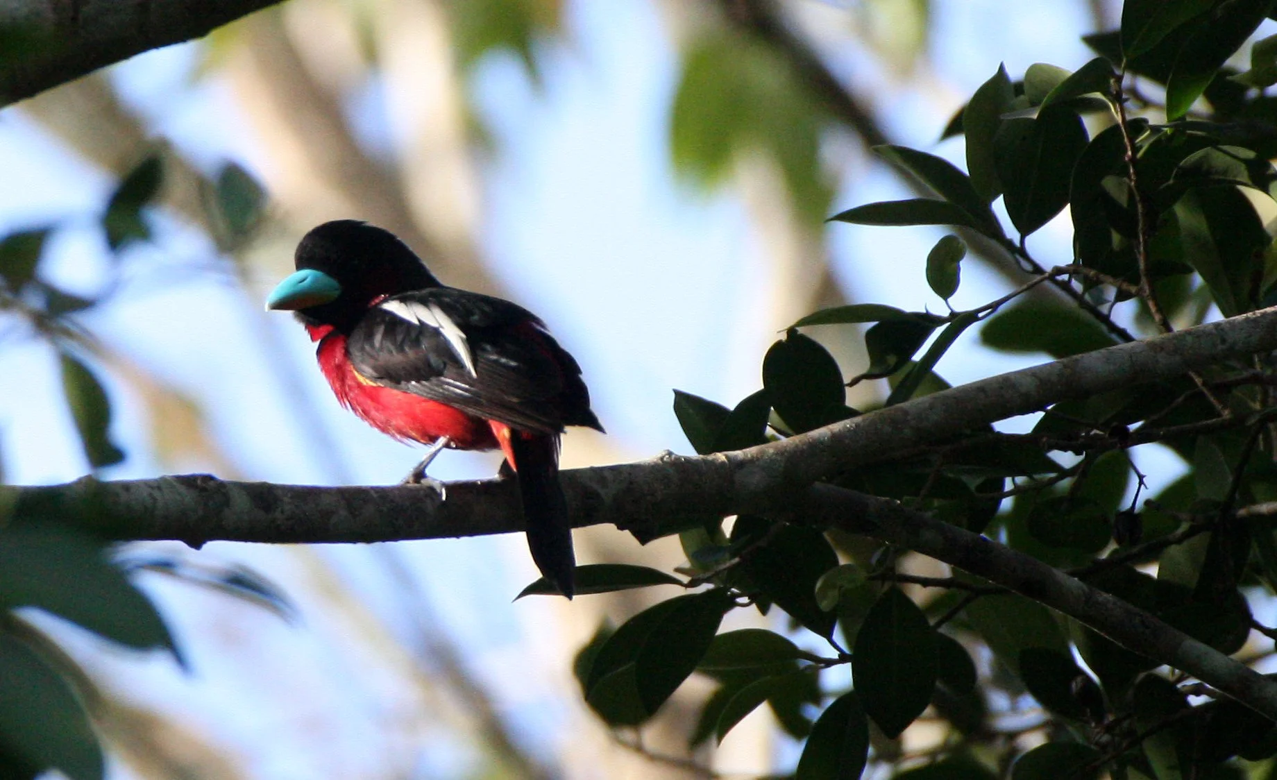 BROADBILL - BLACK AND RED BROADBILL - Cymbirbynchus macrorhynchus - KAENG KRACHAN NP THAILAND (15).JPG