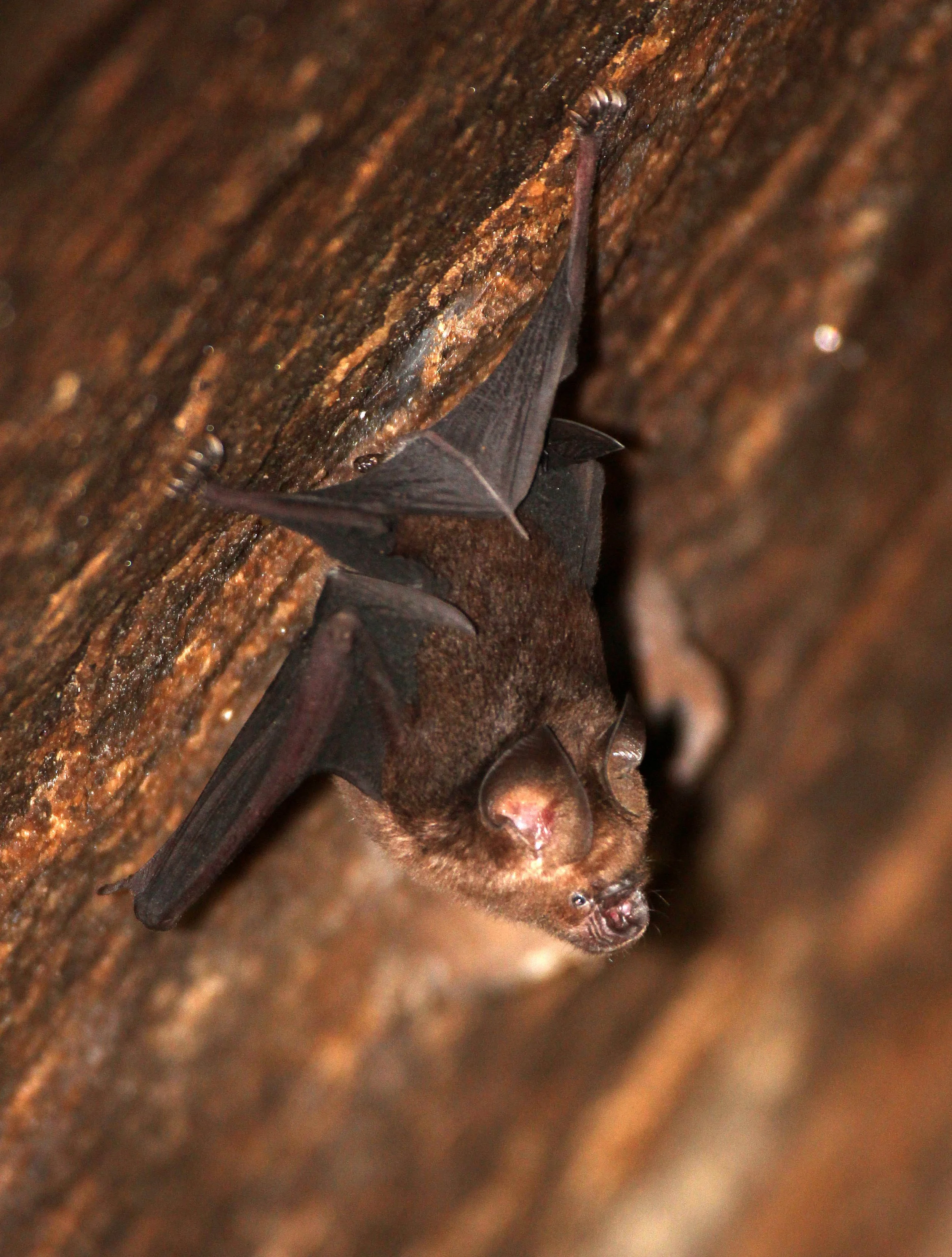 Hipposideros speoris - Schneider's Roundleaf Bat — Coke Smith Wildlife