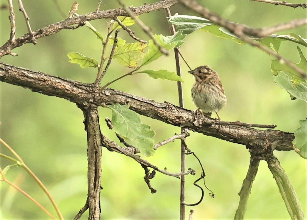 Lincoln's Sparrow (Melospiza lincolnii) Lincoln Marsh Wheaton Illinois (2).jpg