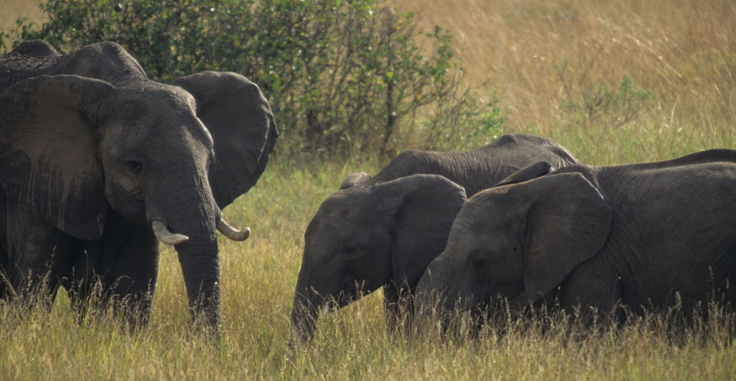 ELEPHANT - SERENGETI 48.jpg