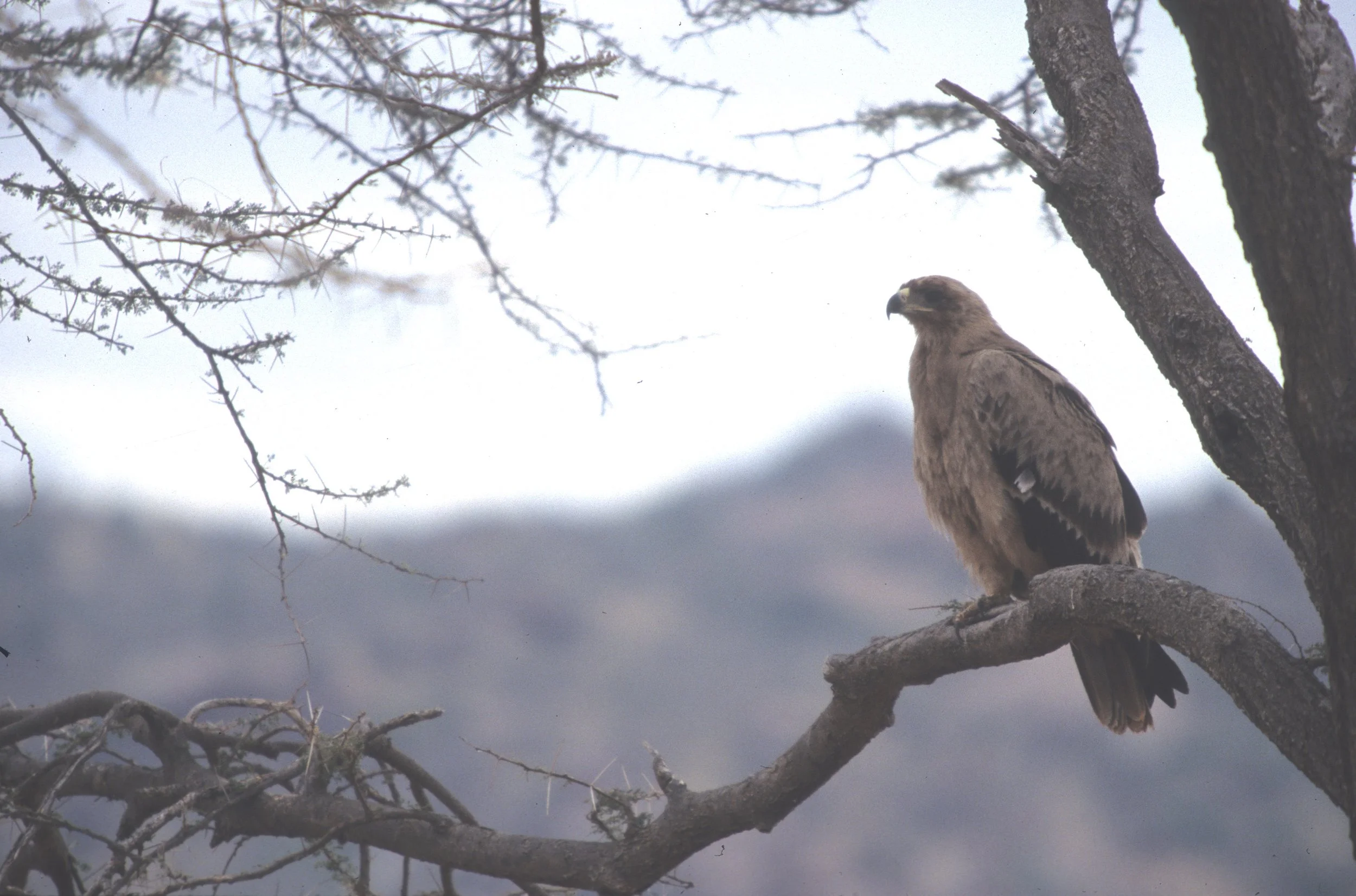Aquila rapax - TAWNY EAGLE - MASAI MARA scanned slides (1).jpg