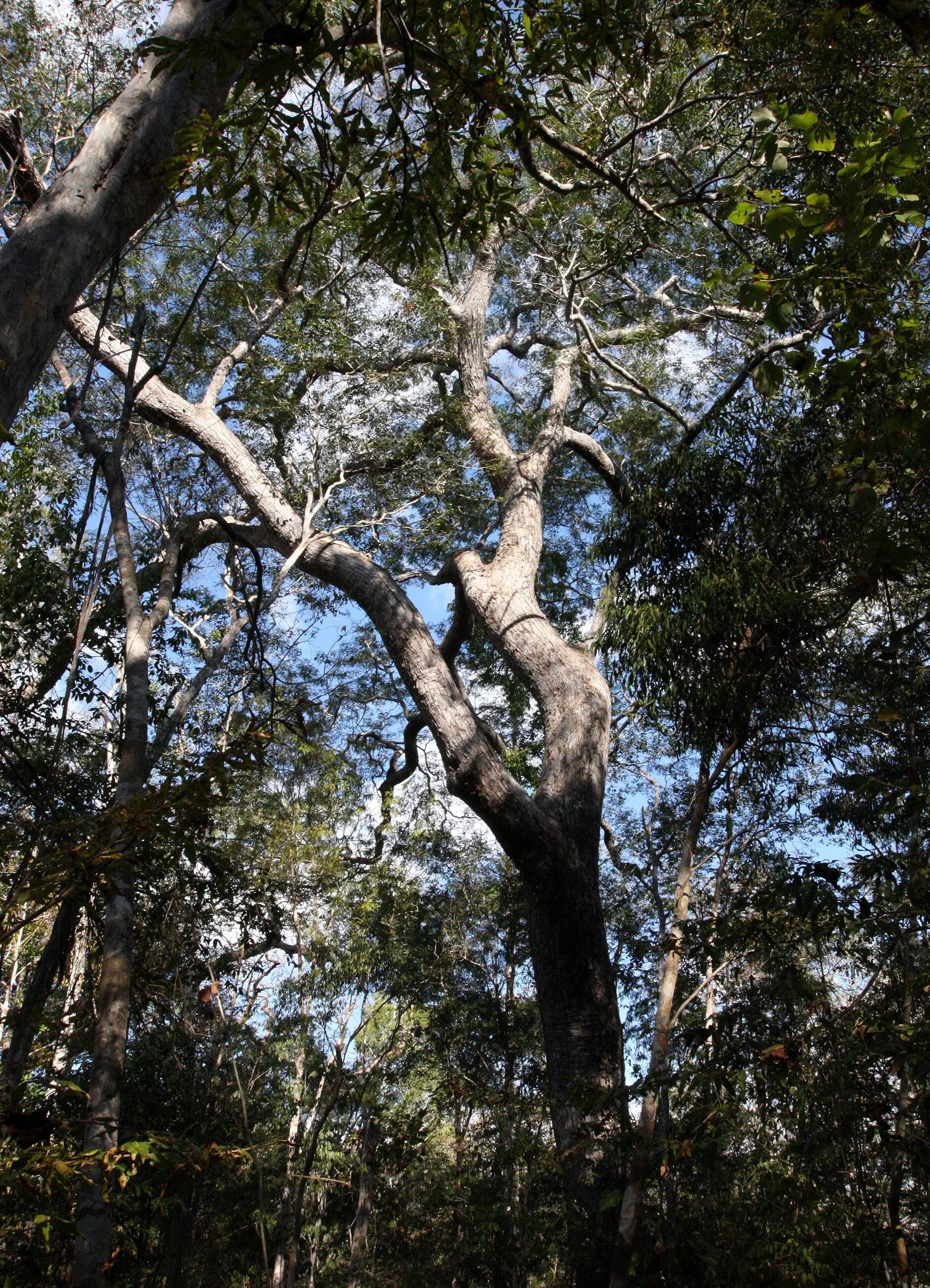 PLANT - TREE SPECIES - KIRINDY NATIONAL PARK MADAGASCAR (5).JPG