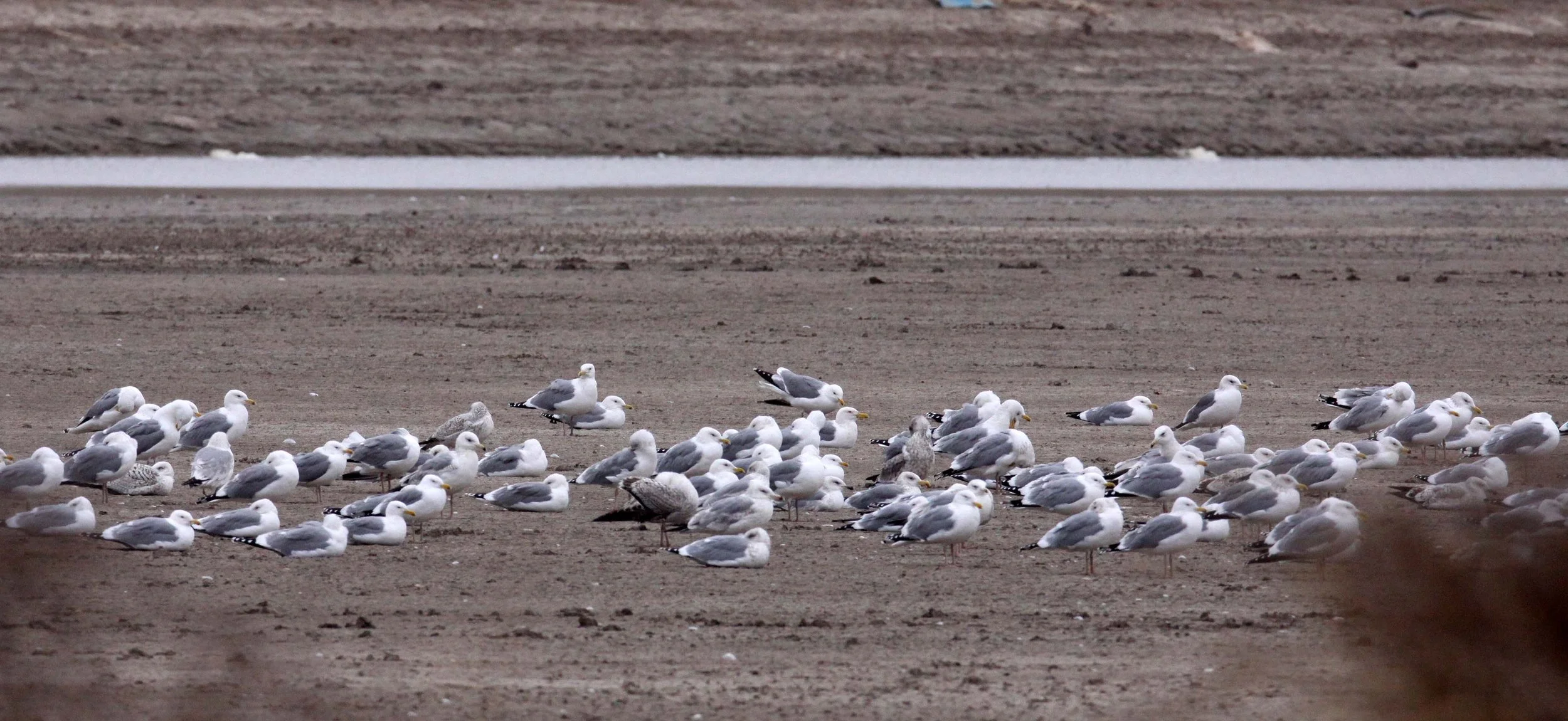 BIRD - GULL - MONGOLIAN GULL- YANCHENG CHINA (10).JPG