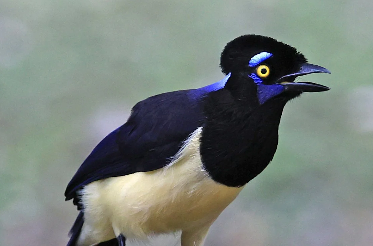 Plush-crested Jay (Cyanocorax chrysops) El Palmar National Park, Entre Rios, Argentina (49).jpg