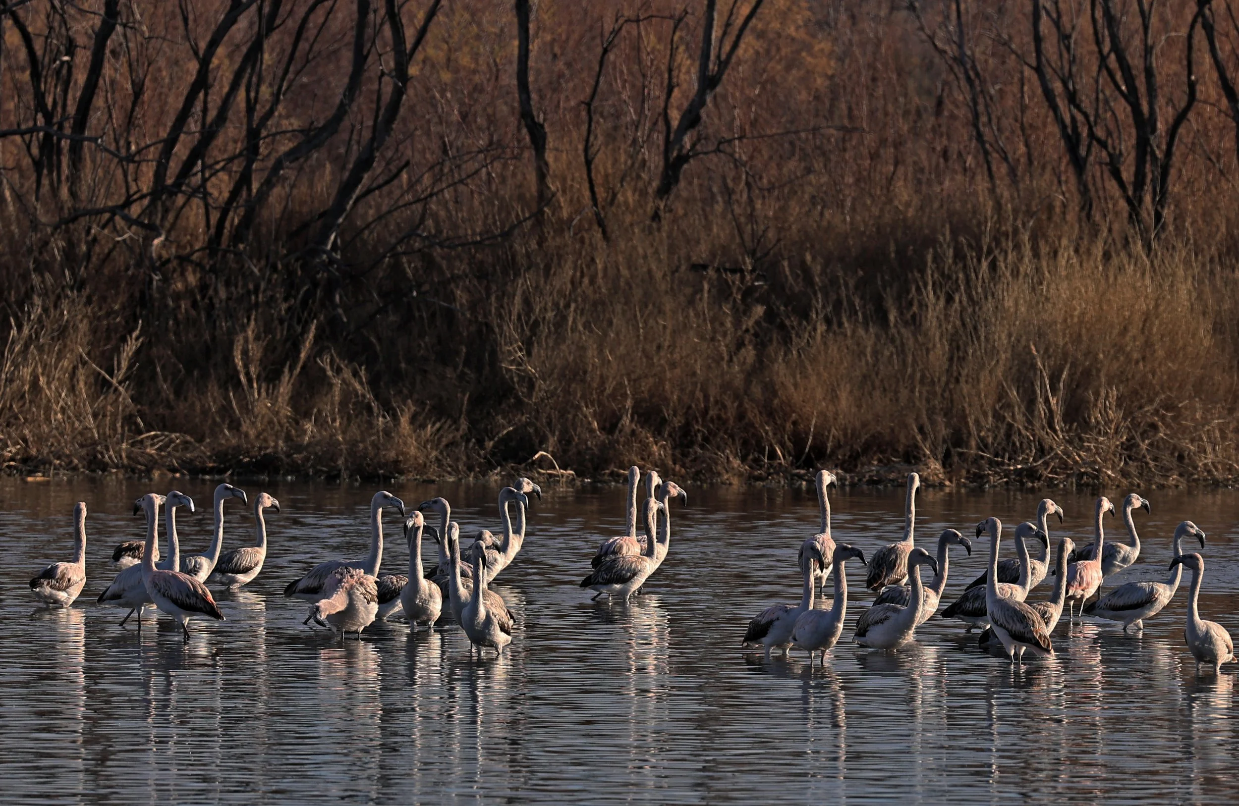 Chilean Flamingo (Phoenicopterus chilensis) Lagunas del Ornitólogo, Trelew Argentina (39).jpg