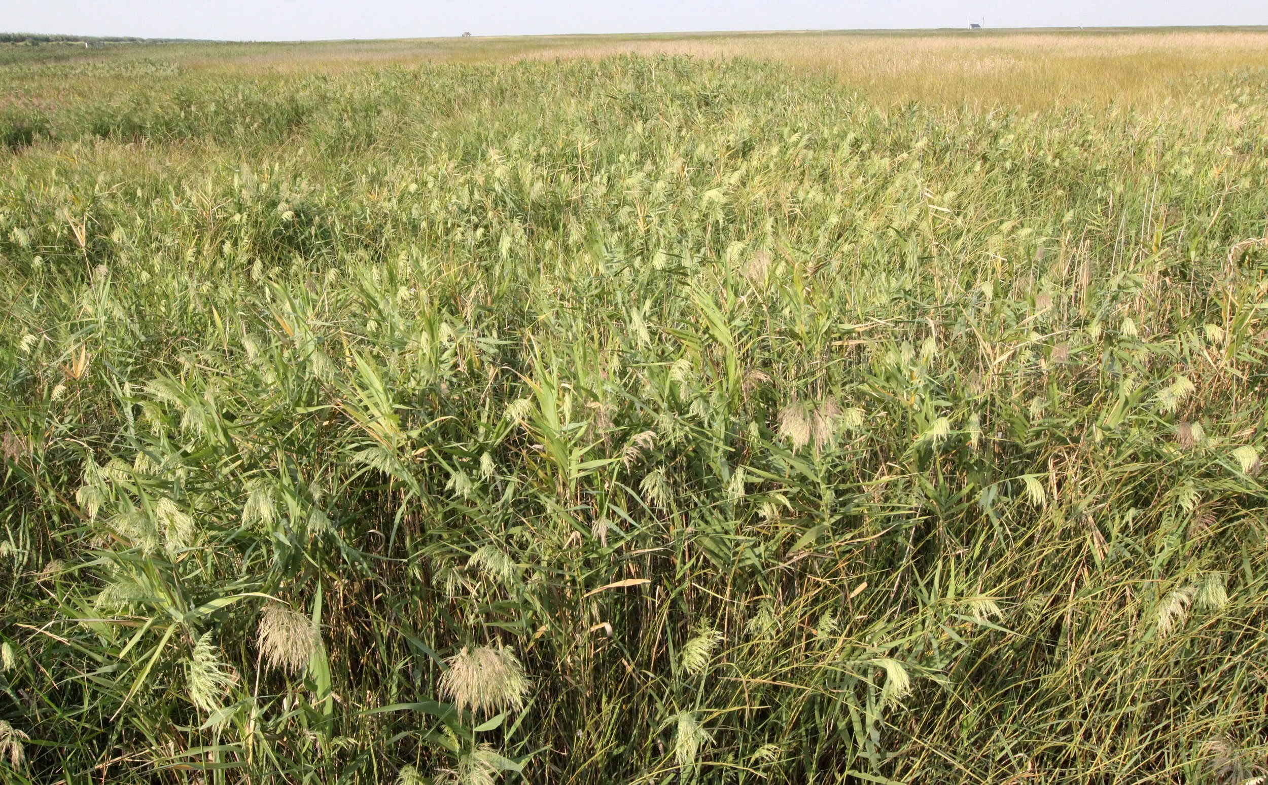 CHONGMING ISLAND - DONGTAN WETLANDS RESERVE - CHINA (25).JPG