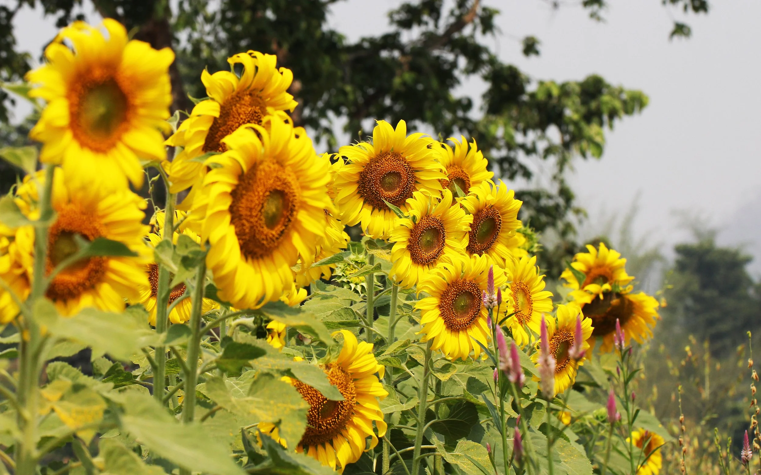 HUAI MAI DEE - HUAI KHA KHAENG - THAILAND (34).JPG