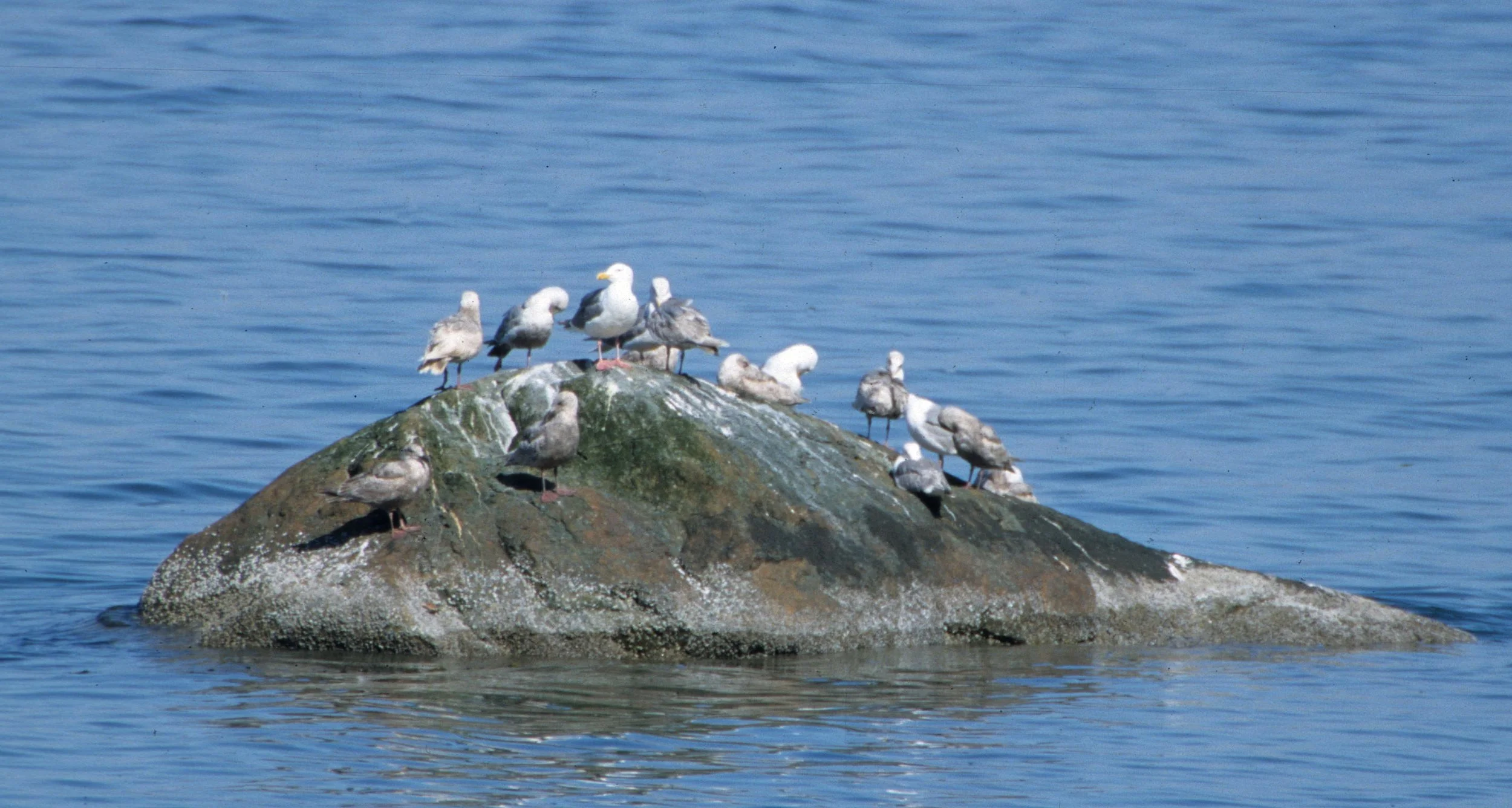 BIRD - GULL - WESTERN - SALT CREEK.jpg