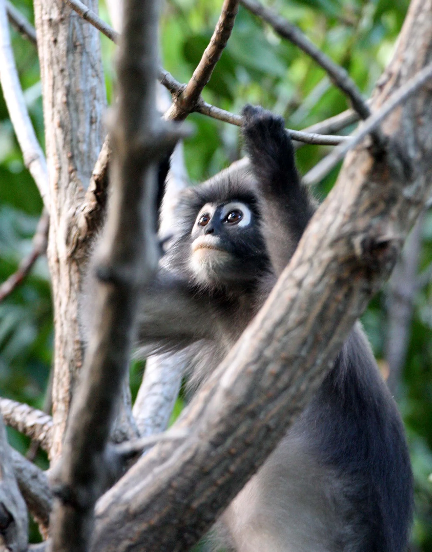CERCOPITHECIDAE - Trachypithecus obscurus flavicauda - BLOND-TAILED (DUSKY) LANGUR - KHAO SAM ROI YOT THAILAND (1).JPG