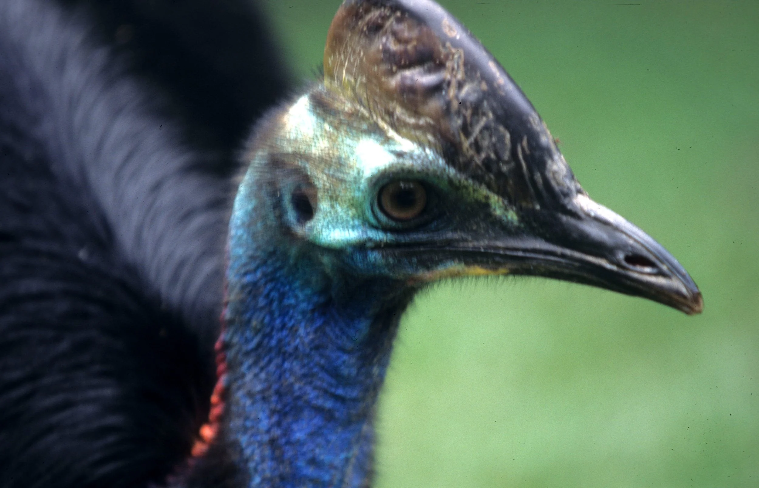 BIRD - SOUTHERN CASSOWARY - DAINTREE RAINFOREST J.jpg