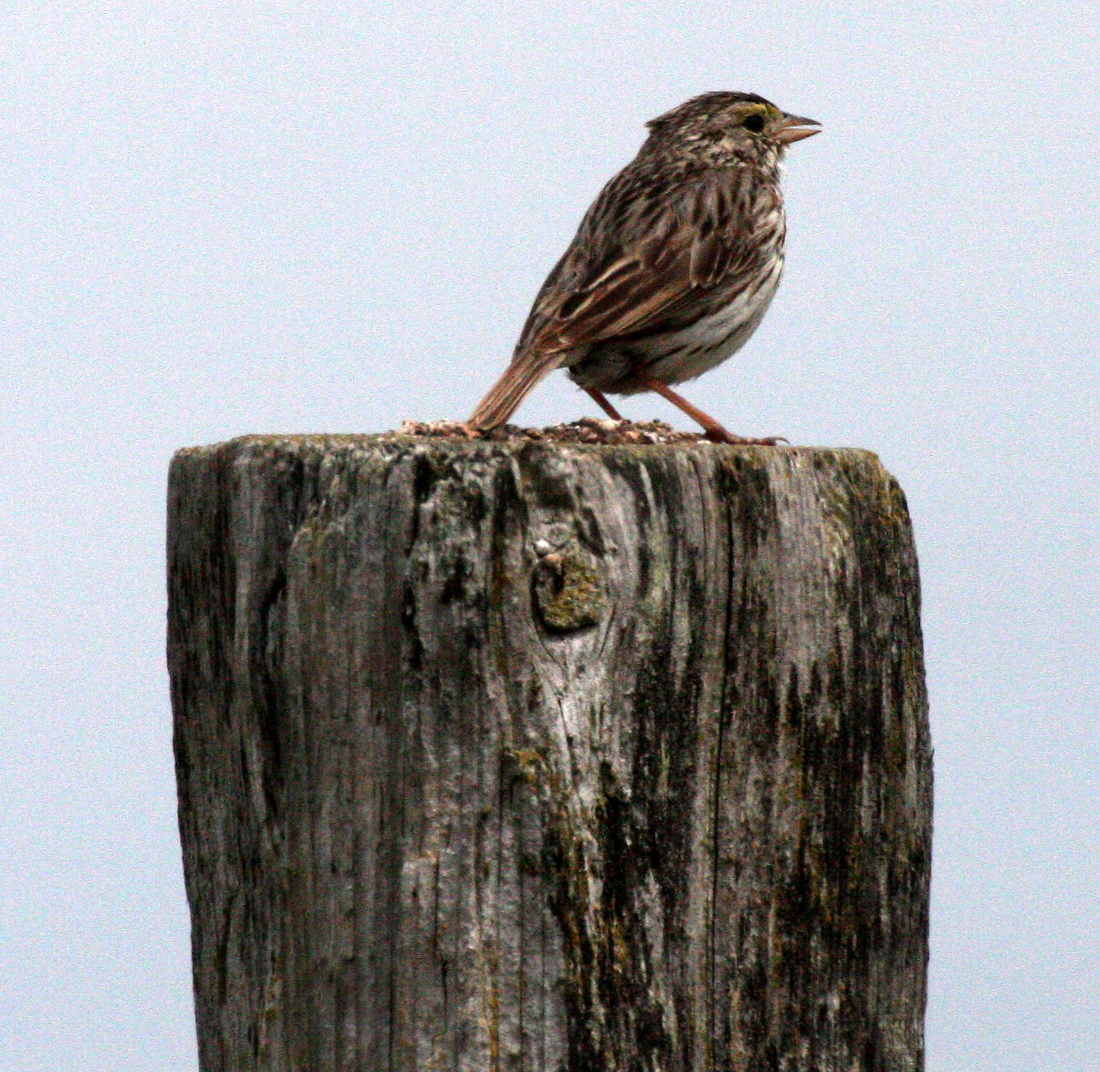 Savannah Sparrow (Passerculus sandwichensis) Dungeness NWR Sequim Washington (7).JPG