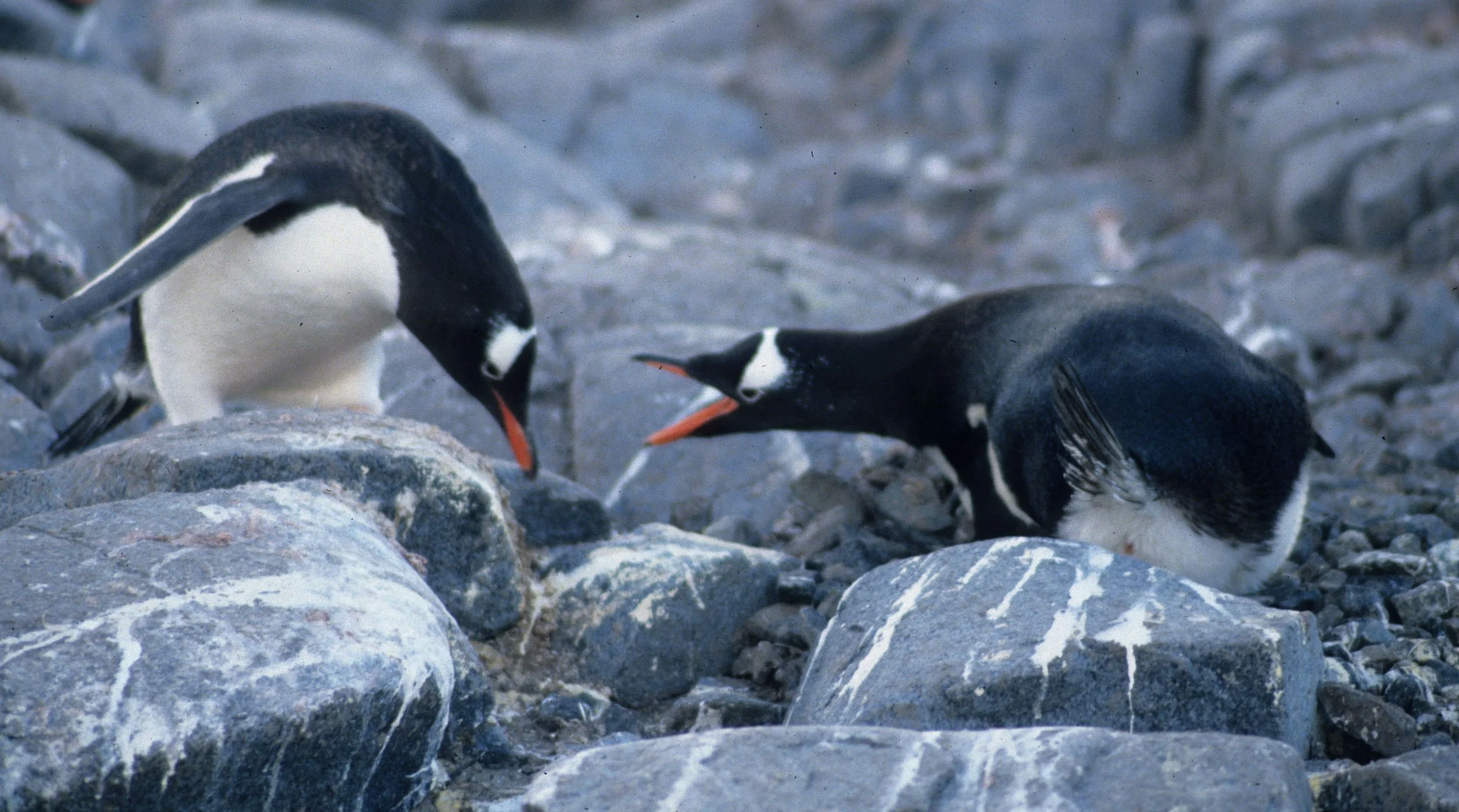 Gentoo Penguin (Pygoscelis papua) Danco Island Antarctic Peninsula (2).jpg