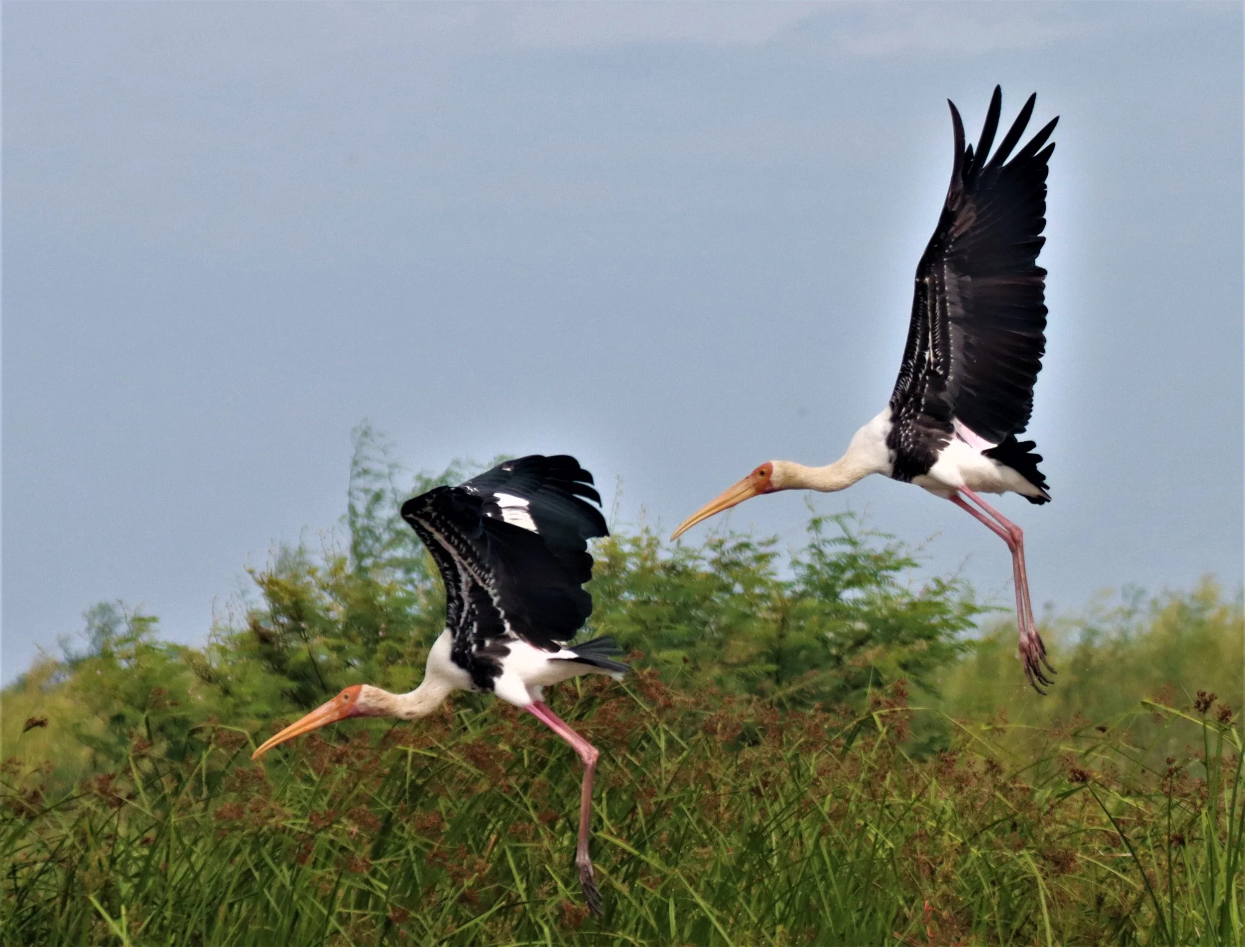 STORK - PAINTED STORK - Mycteria leucocephala - BUENG BORAPHET NAKHON SAWAN AUGUST 2021 (30).jpg