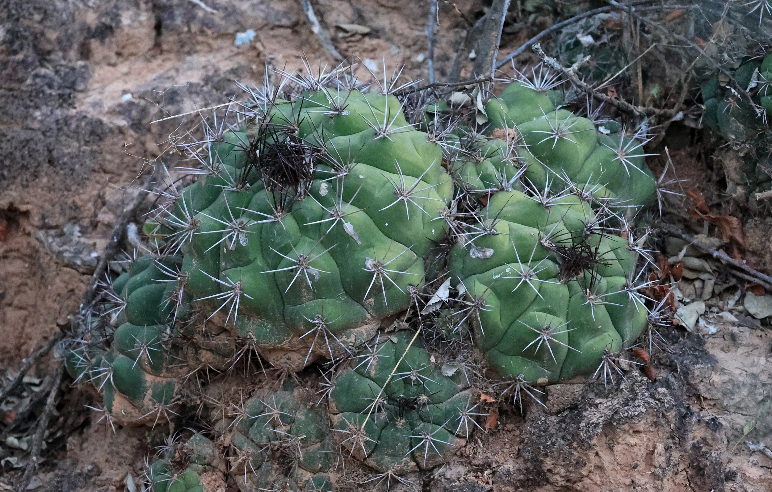Gymnocalycium eurypleurum