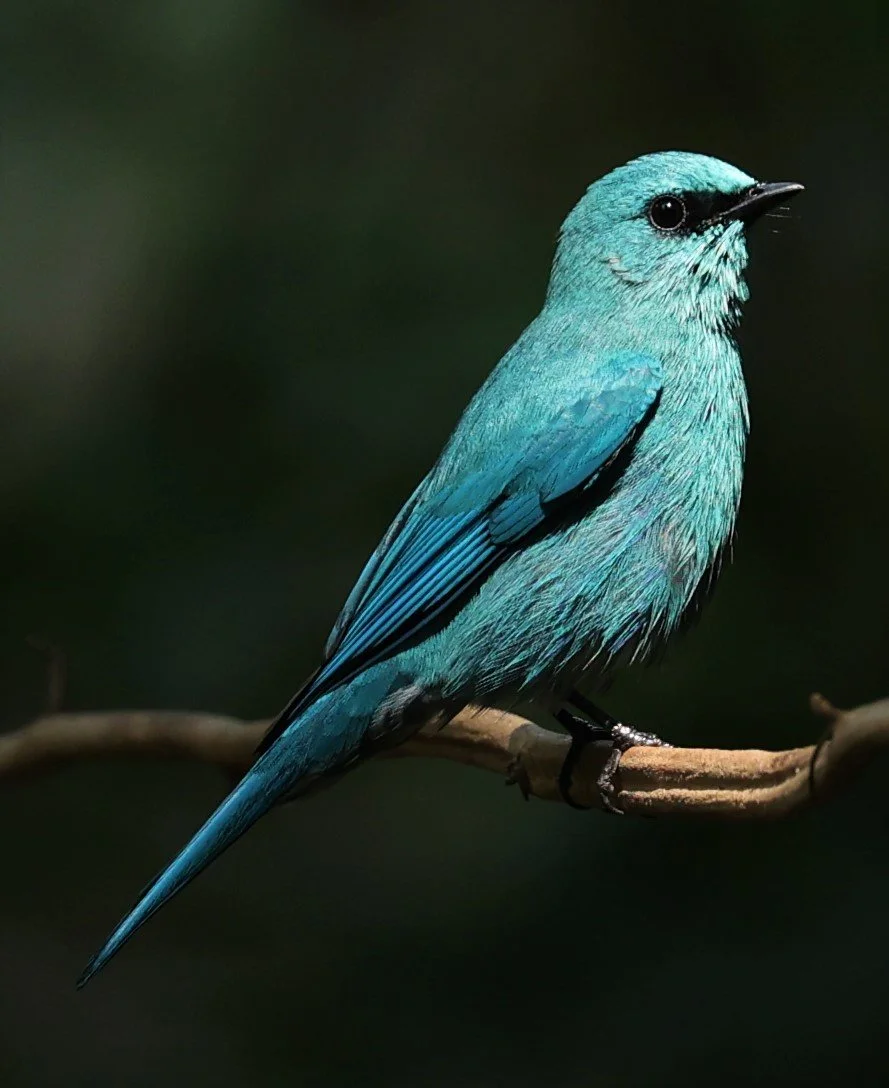 FLYCATCHER - VERDITER FLYCATCHER - Eumyias thalassina - WAT THAM PRATHUM CHONBURI JAN 30 2022 (63).jpg