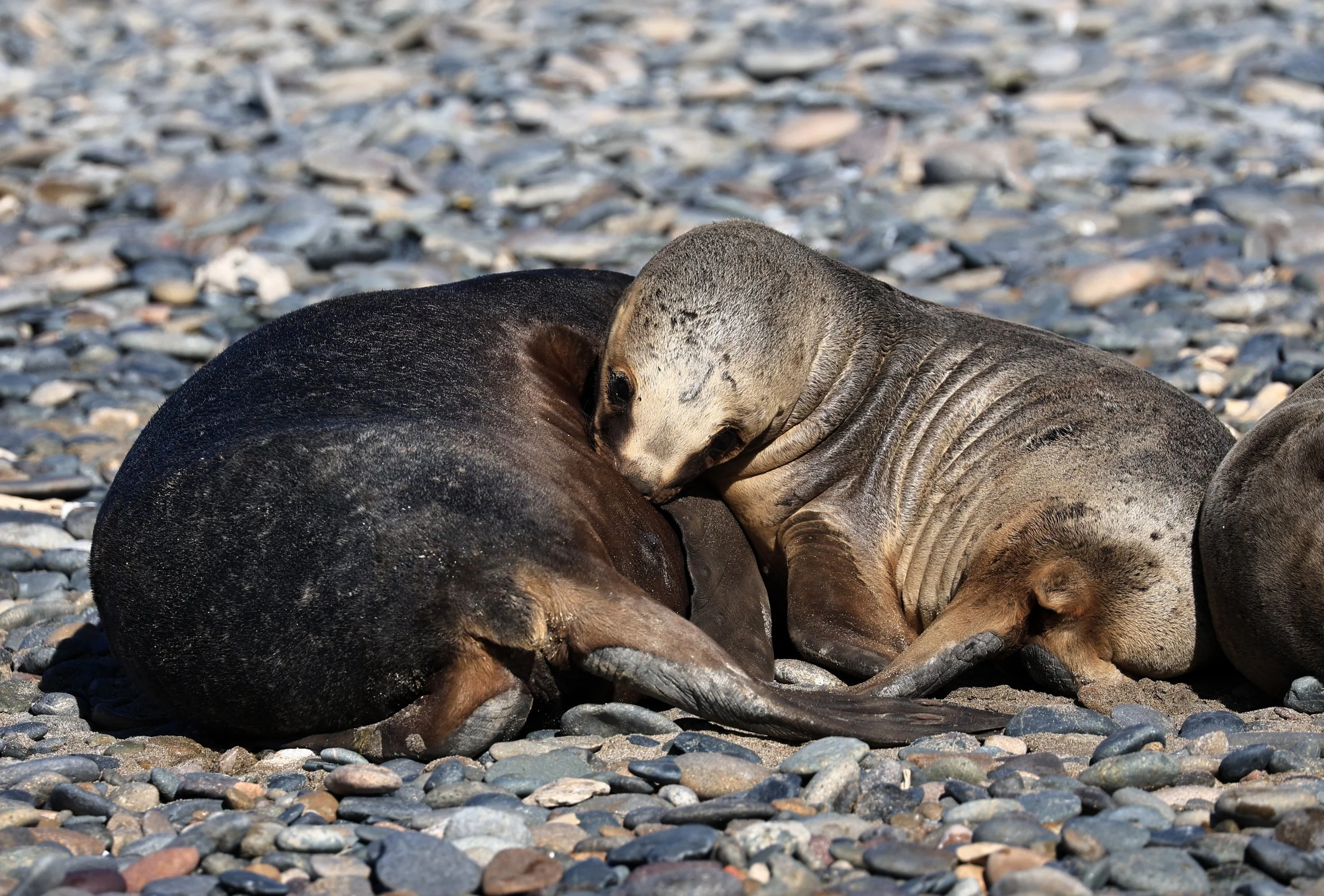South American Sea Lion (Otaria flavescens) Puerto Rawson Argentina (49).jpg