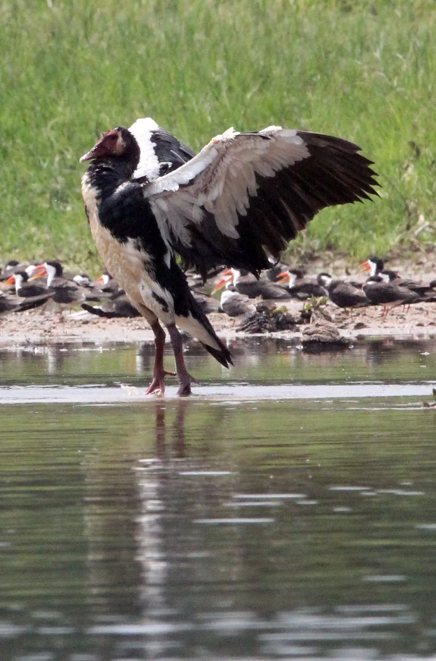 GOOSE - SPUR-WINGED GOOSE - Plectropterus gambensis - MURCHISON FALLS NATIONAL PARK UGANDA (1).JPG