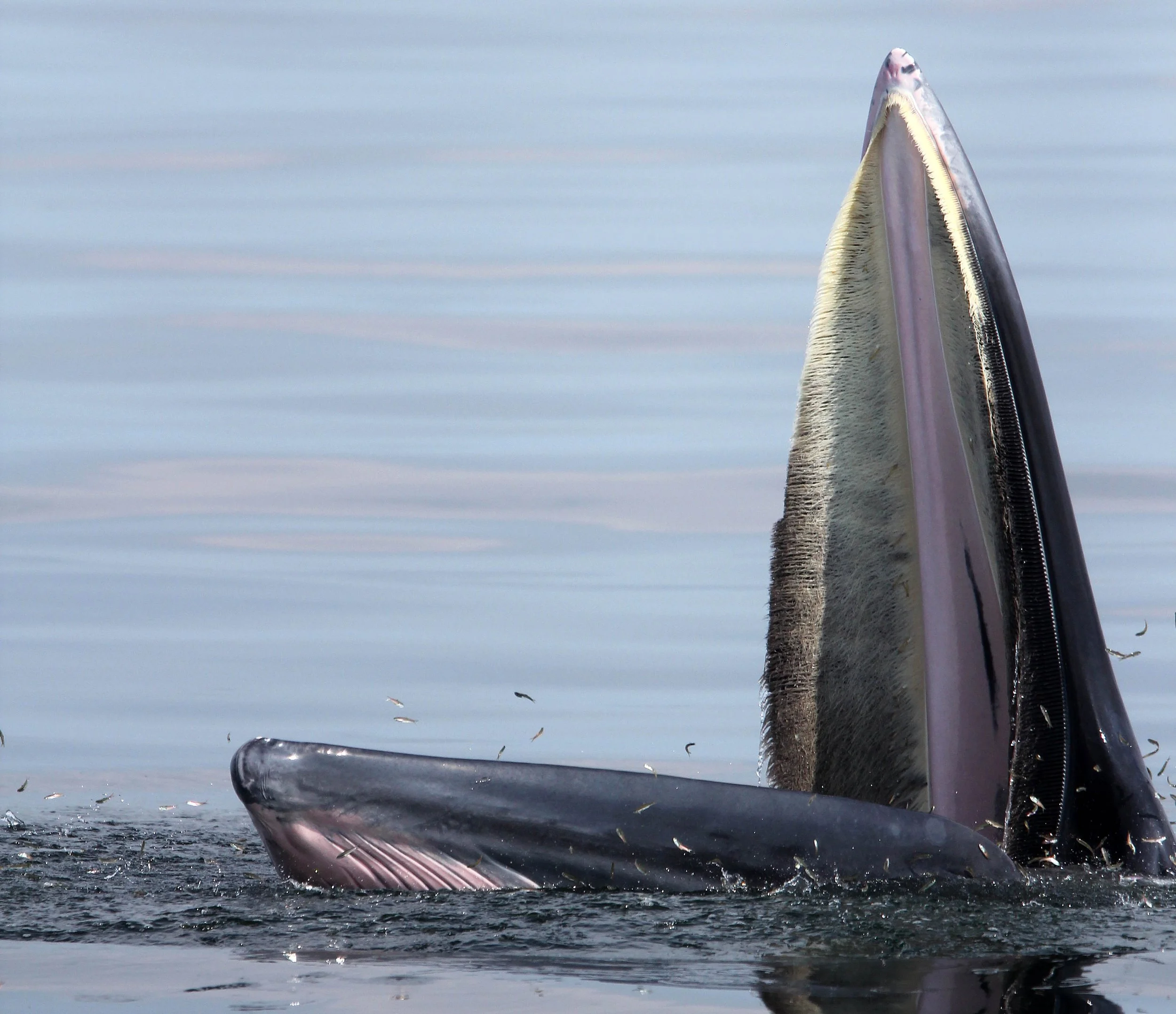WHALE - BRYDE'S WHALE - Baleanoptera edeni - VARIOUS LOCATIONS IN THE NORTHERN GULF OF SIAM (155).JPG