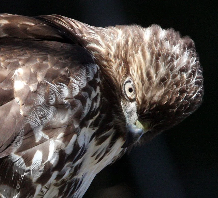 Buteo jamaicensis - RED-TAILED HAWK - TWIN RIVER ROAD OLYMPIC PENINSULA (12).JPG