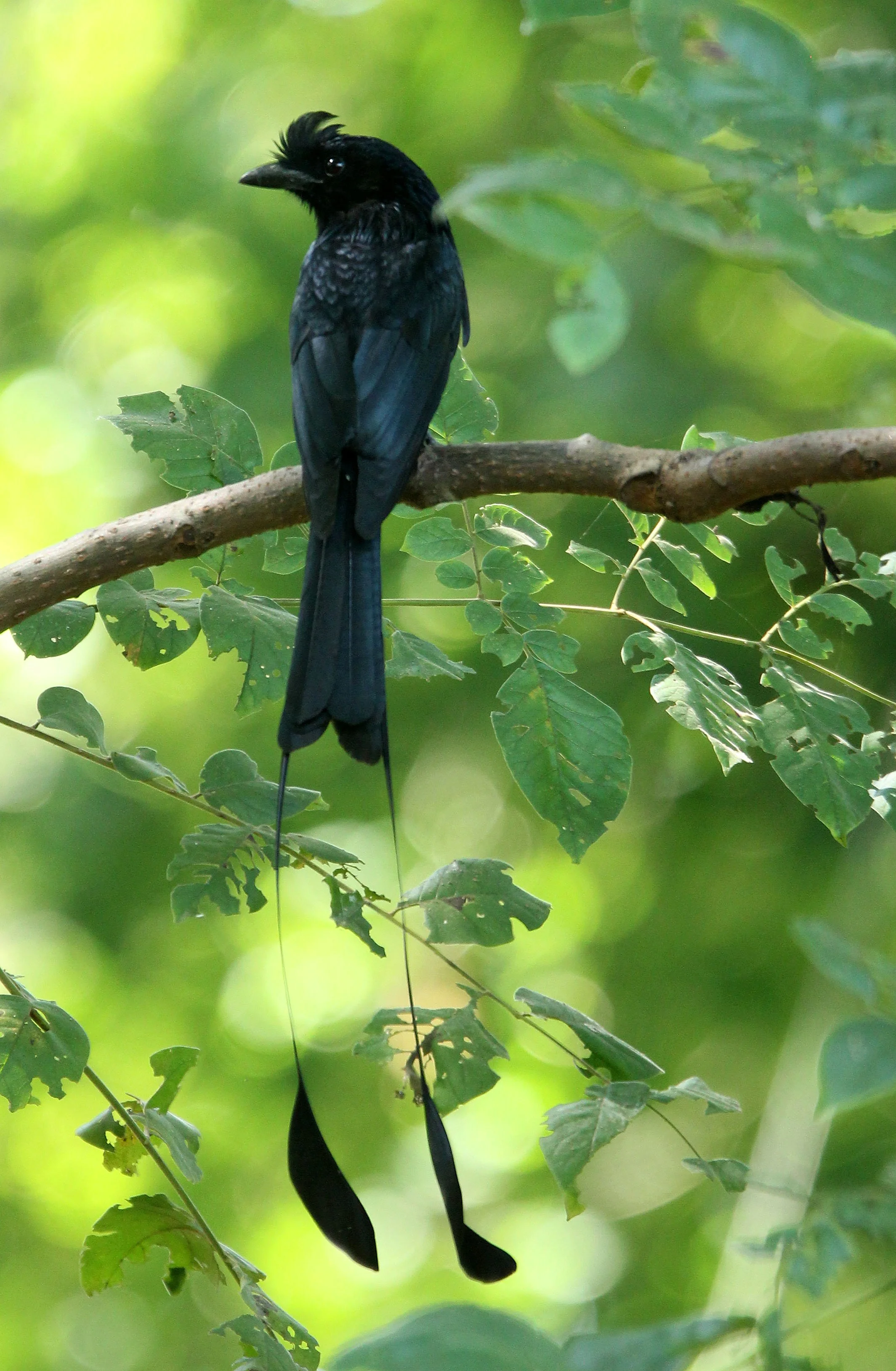 DRONGO - GREATER RACKET TAILED DRONGO - Dicrurus paradiseus - HUAI KHA KHAENG NATURE RESERVE - HEADQUARTERS - THAILAND (21).JPG