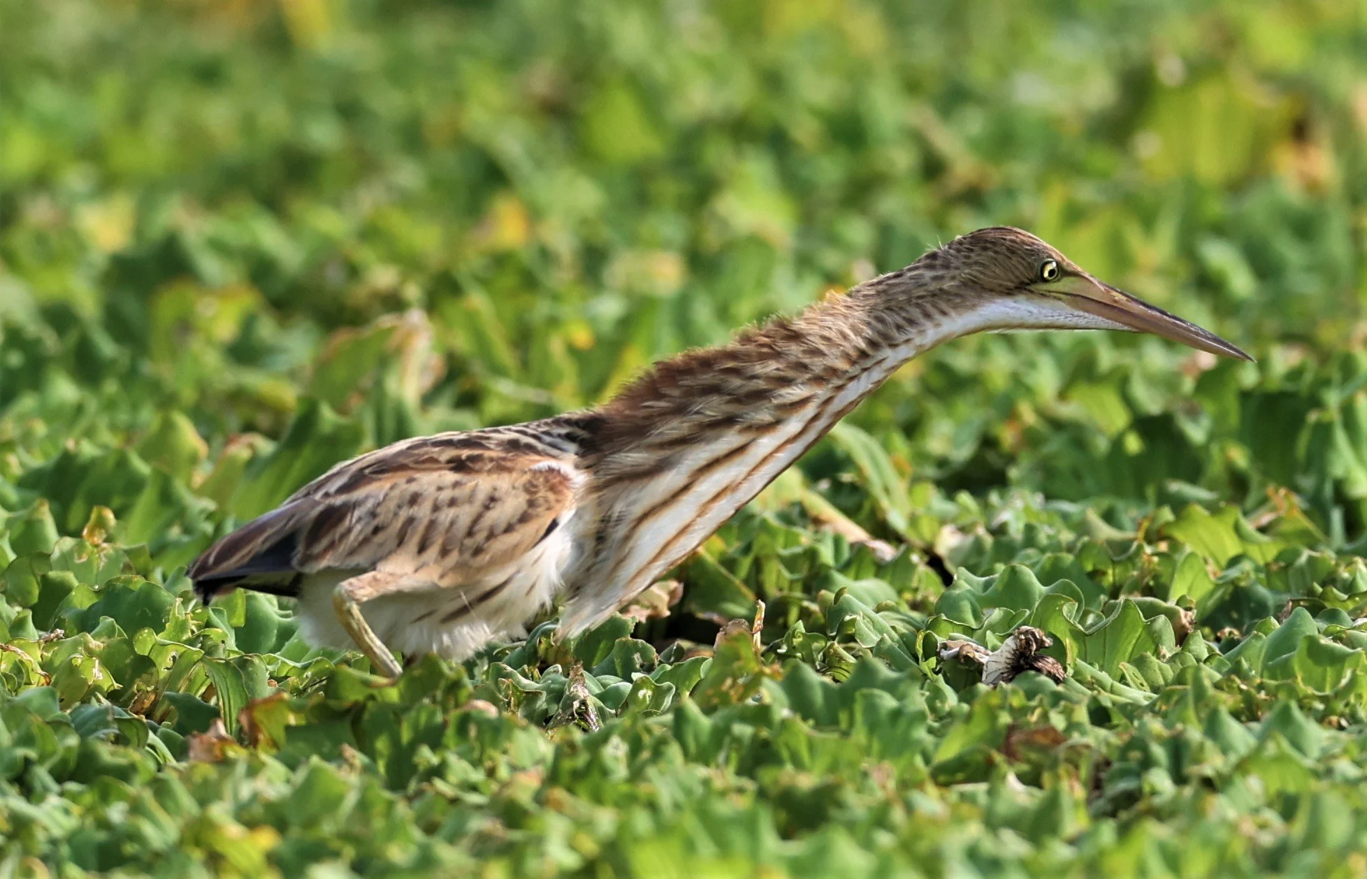 BITTERN - YELLOW BITTERN - Ixobrychus sinensis - LAT KRABANG THAP YAO RICEFIELDS 01 OCT 2021 (28).jpg