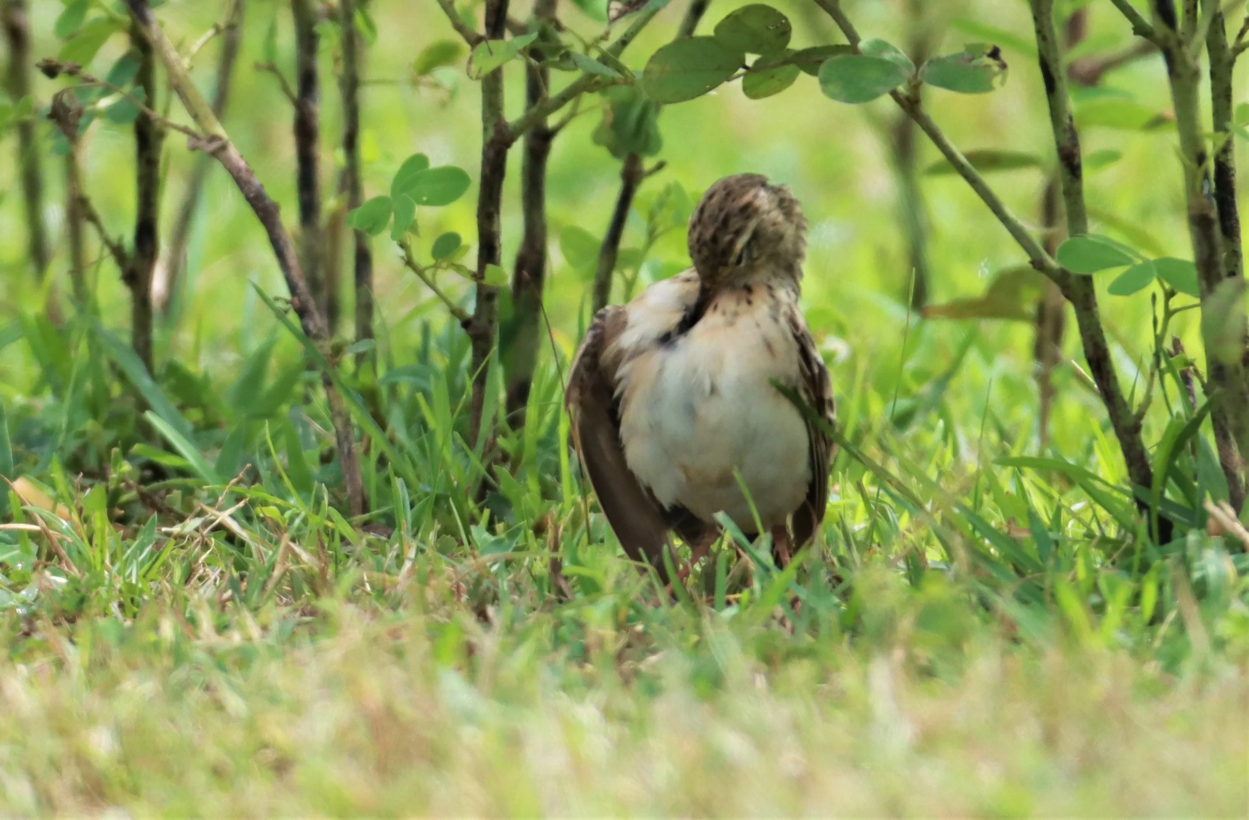 Paddyfield Pipit (Anthus rufulus) PHU PLU SCRUBLANDS PETBURI (11).jpg