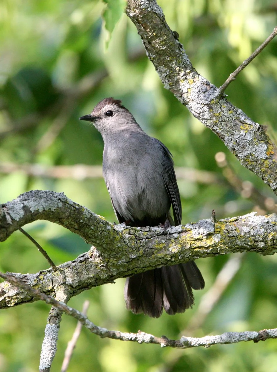 BIRD - GRAY CATBIRD - MCKEE MARSH ILLINOIS (6).JPG