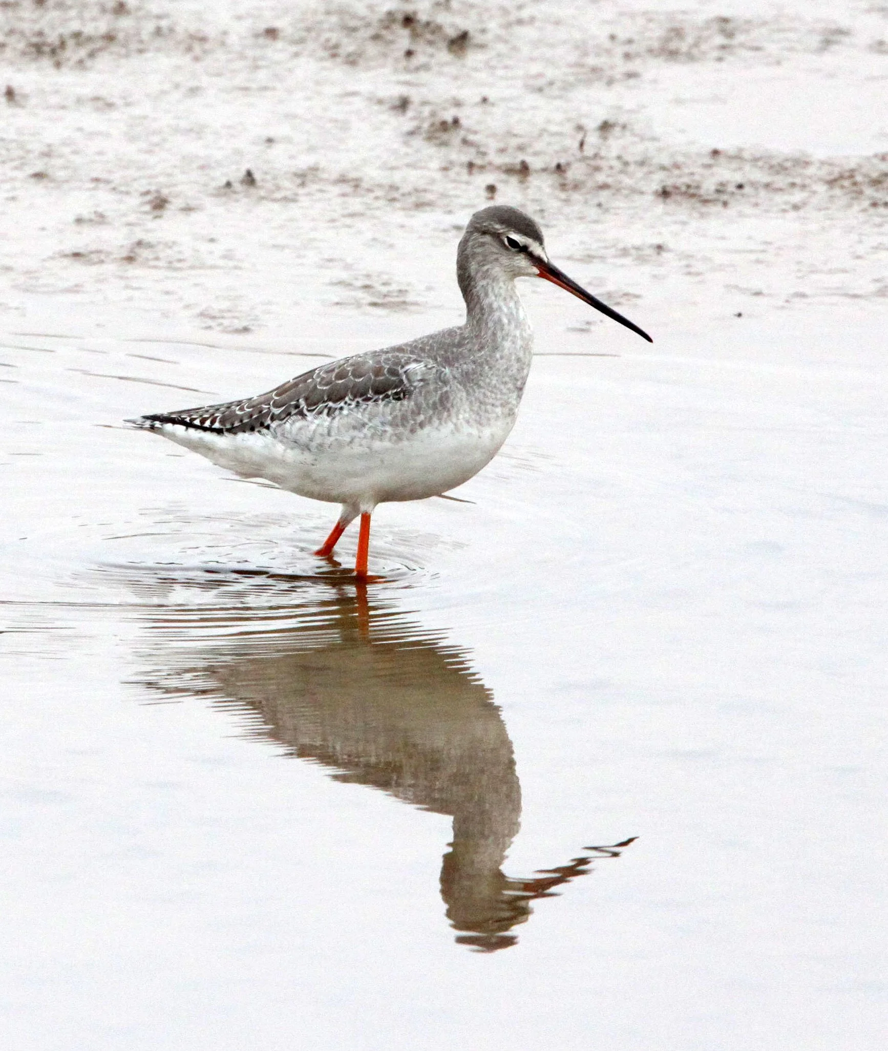 BIRD - REDSHANK - SPOTTED REDSHANK - TRINGA ERYTHROPUS - NANJI HILL RESERVE POYANG LAKE, JIANGXI PROVINCE, CHINA (5).JPG