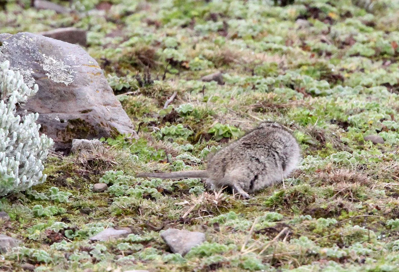 Genus Lophuromys - Brush-furred Rats — Coke Smith Wildlife