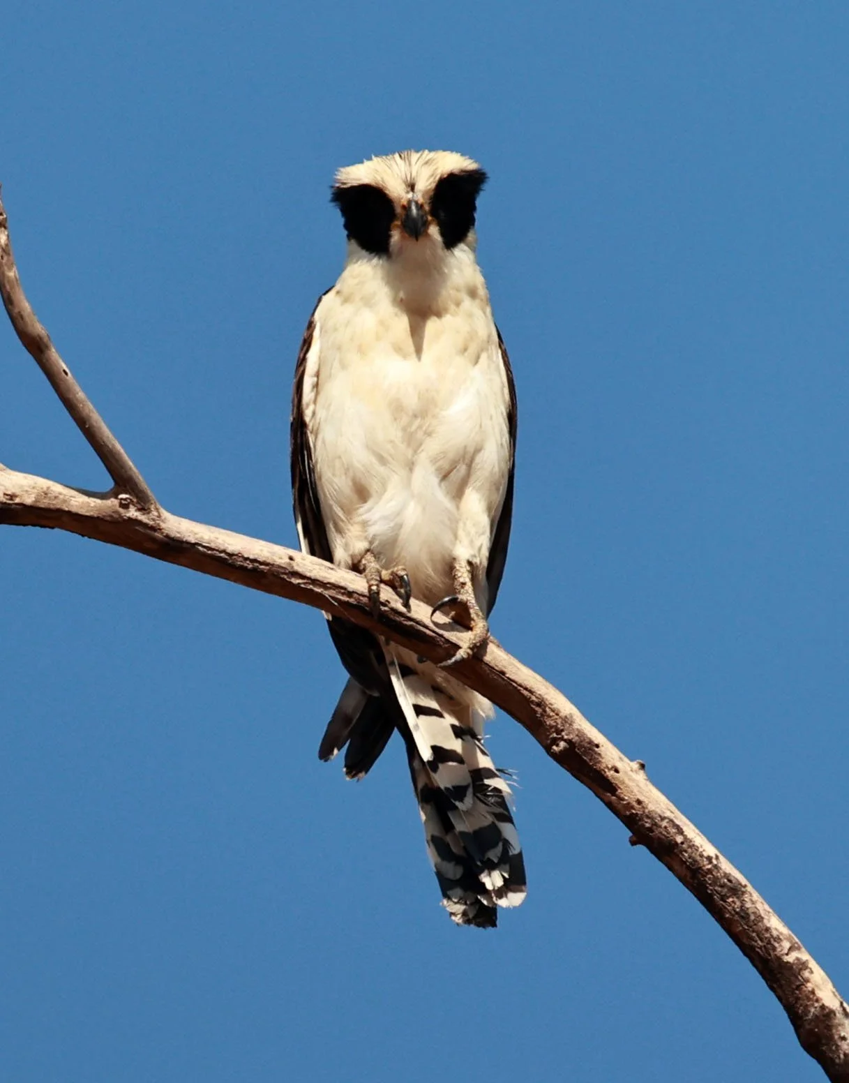 Falcon - Laughing Falcon - Herpetotheres cachinnans - Pantanal - Mato Grosso, Transpantaneira M-060 (31).jpg