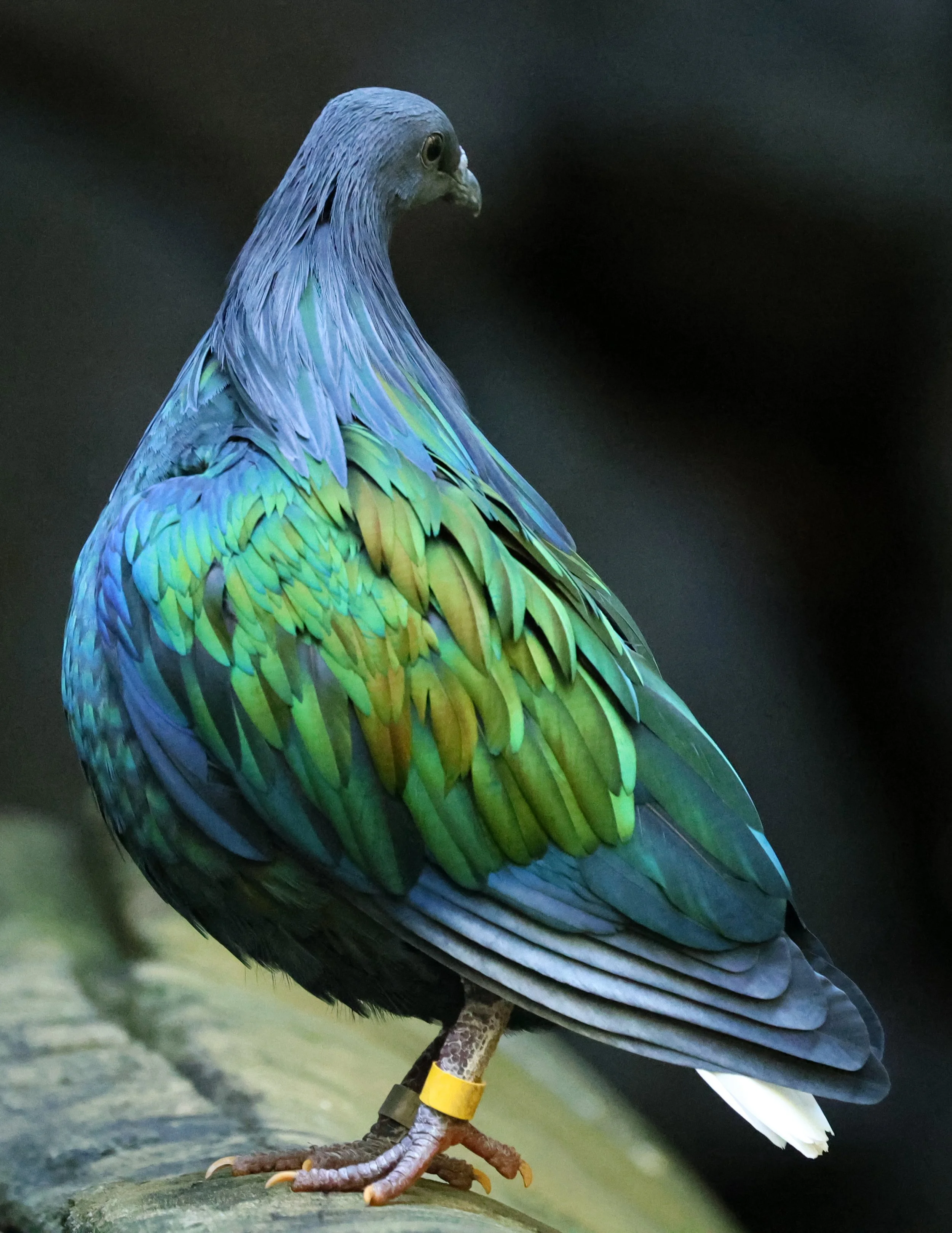 Nicobar Pigeon (Caloenas nicobarica) Koala Trail Road and Locations South of Brisbane - Queensland (2).jpg